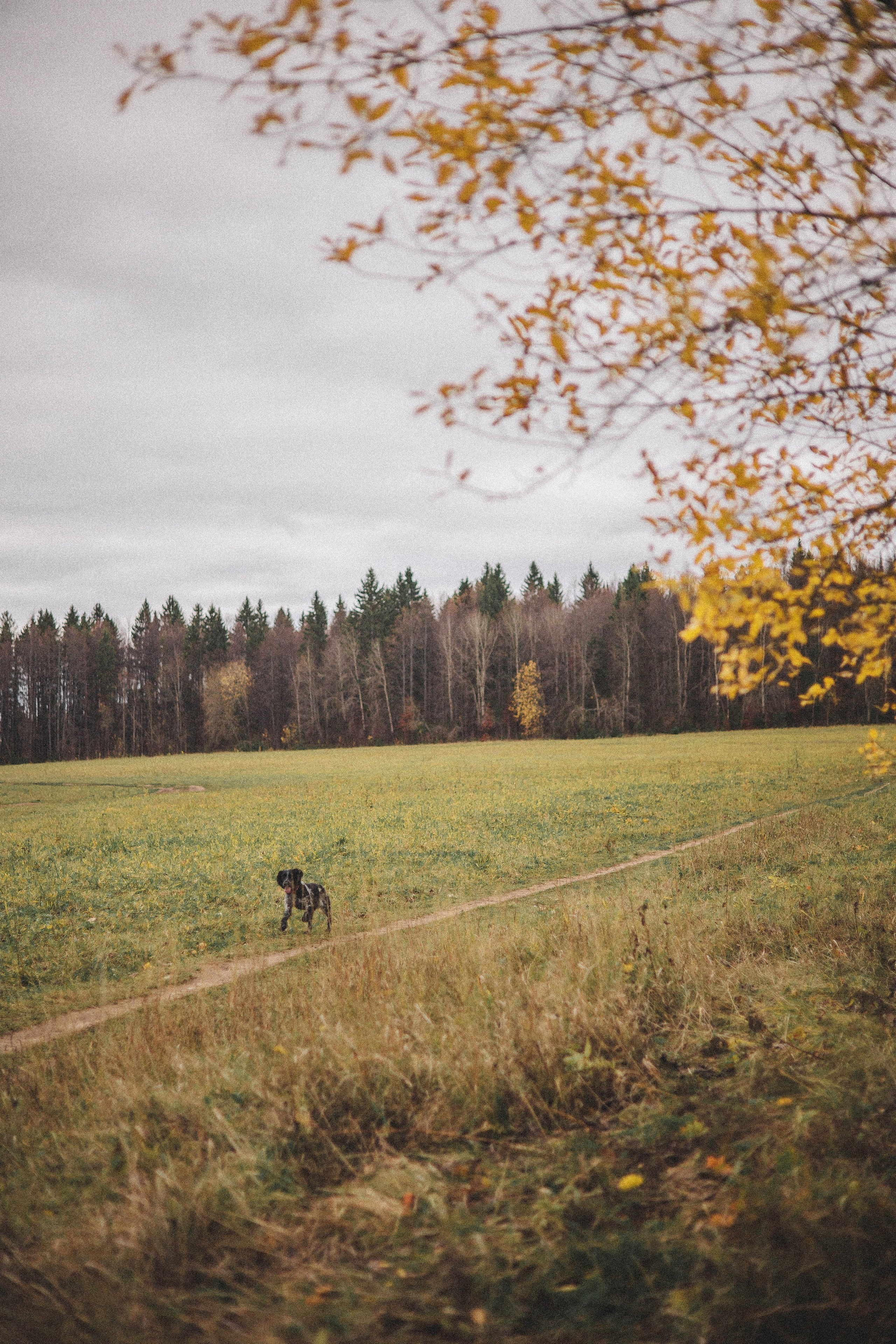 Вика и Ава. Фотограф-анималист Богданова Полина