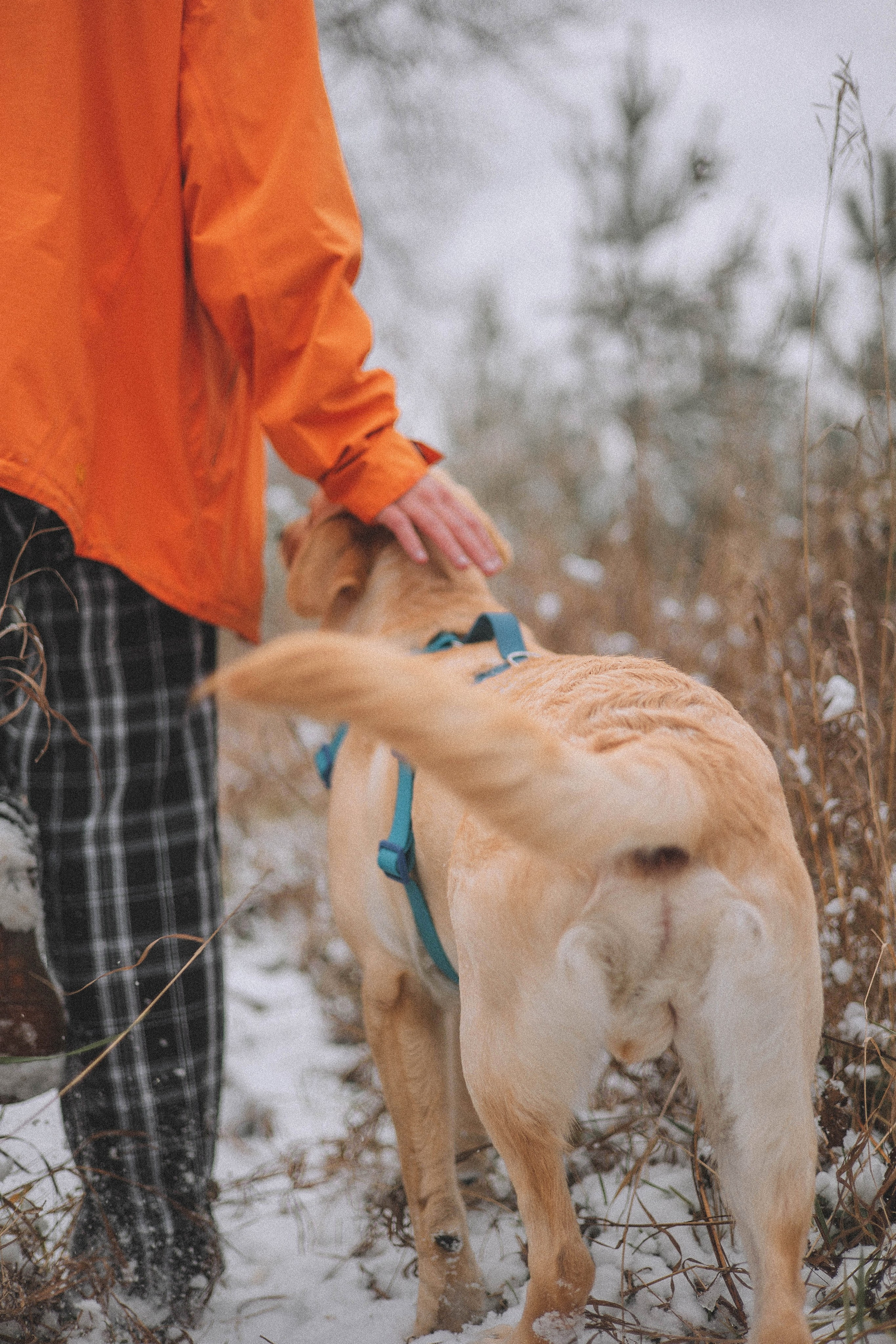 Маргарита и Варди. Фотограф-анималист Богданова Полина
