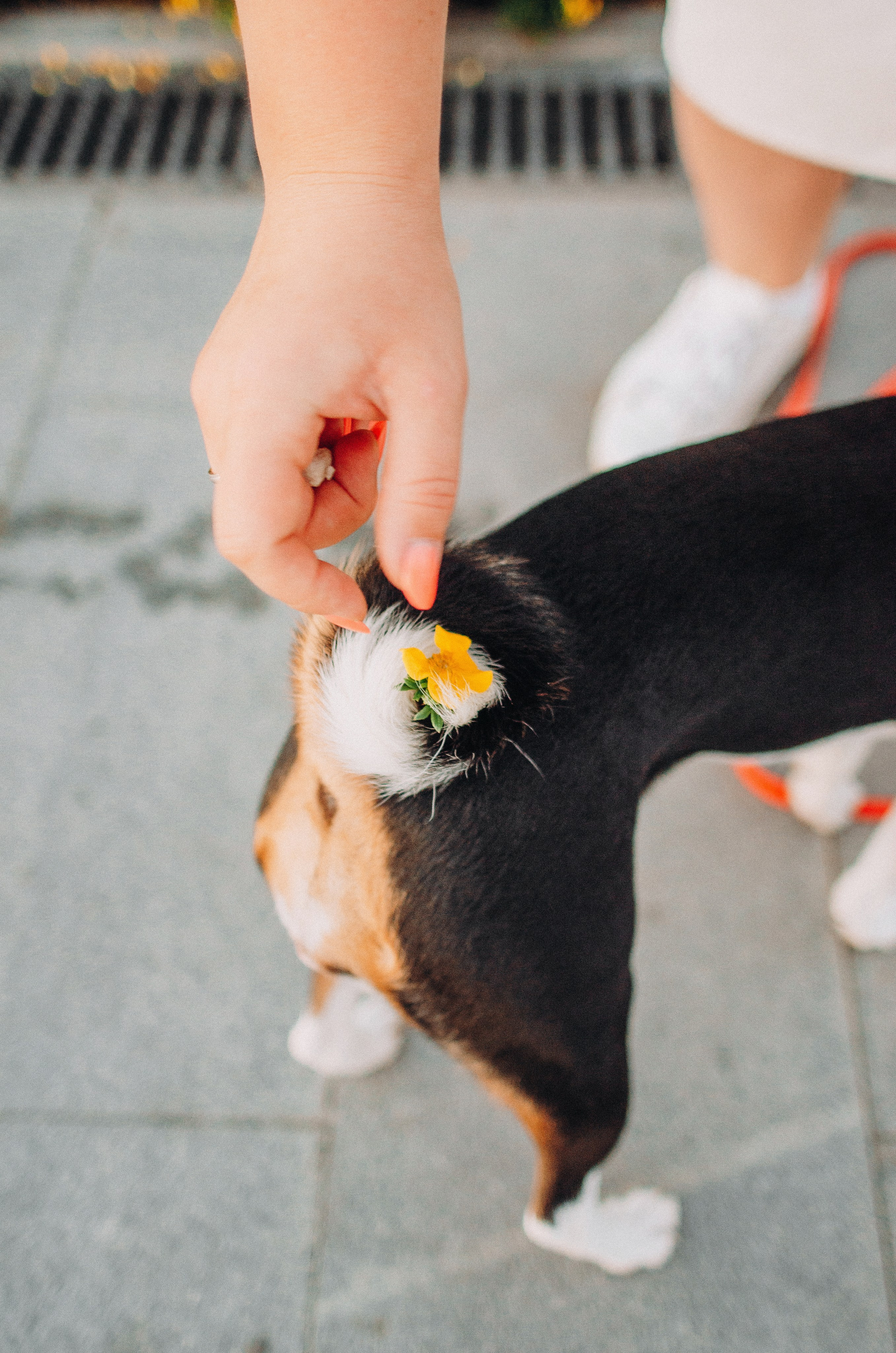 Лена, Никита и Эсма. Фотограф-анималист Богданова Полина