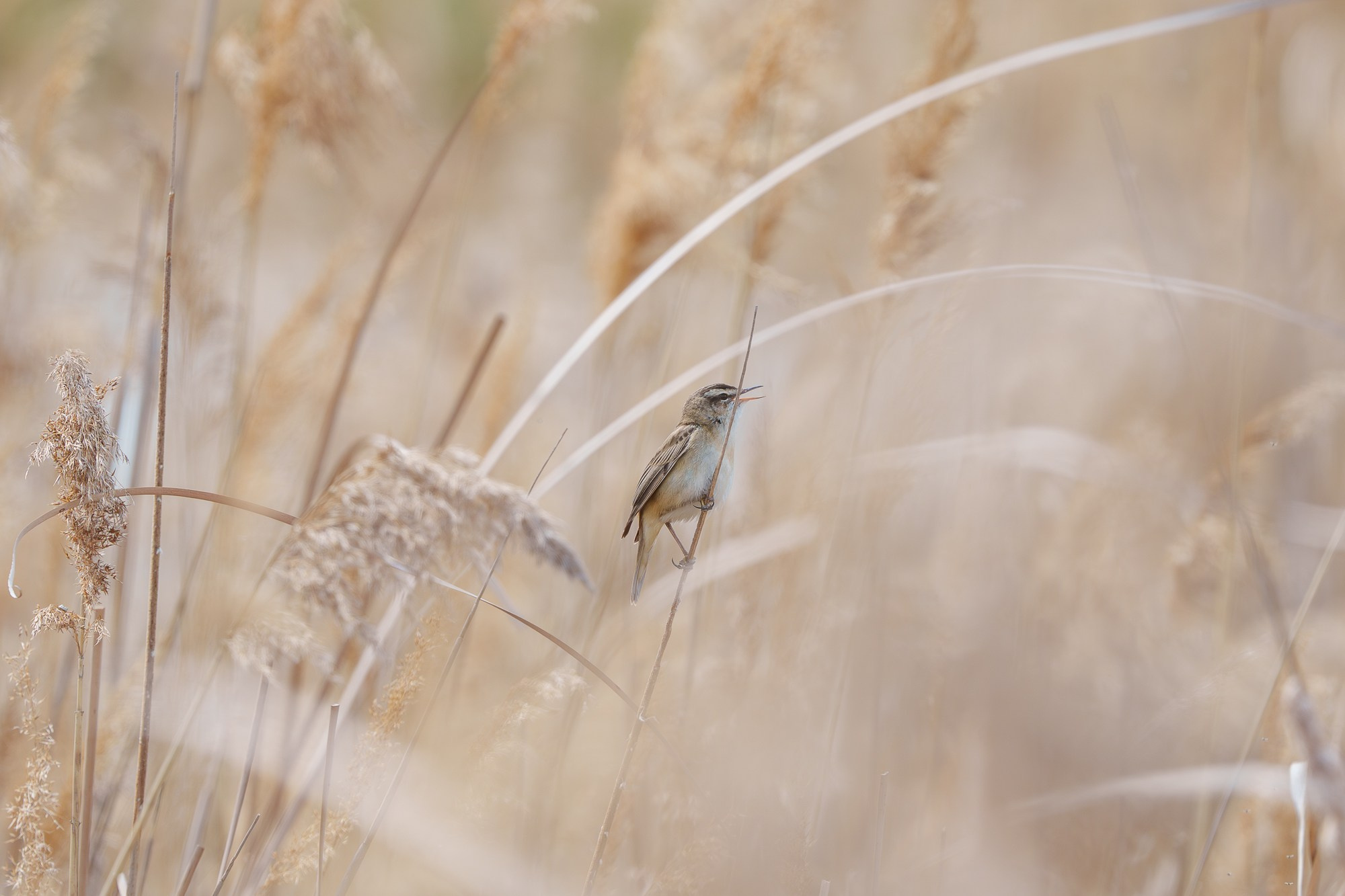 Удивительные мир птиц. Вокруг нас столько прекрасного — присмотритесь!. Ваш личный фотограф Марина Волкова