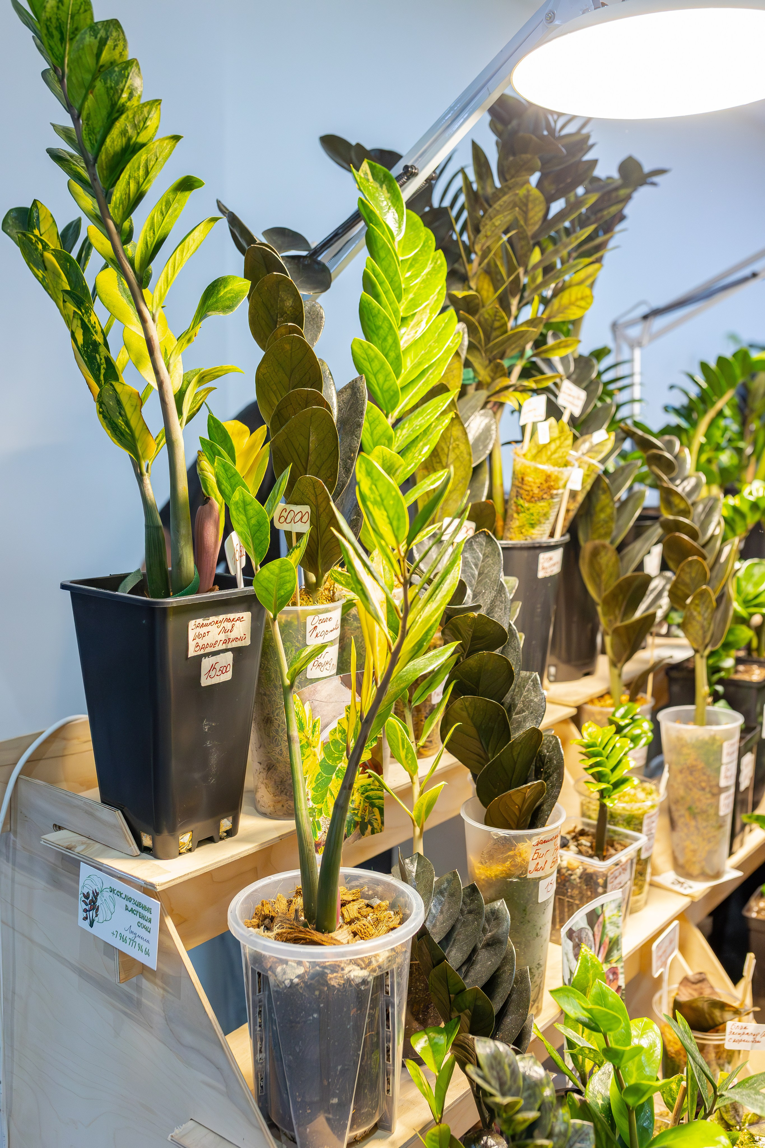 Монстериум апрель 2026. Александра Куликова фотограф, Москва