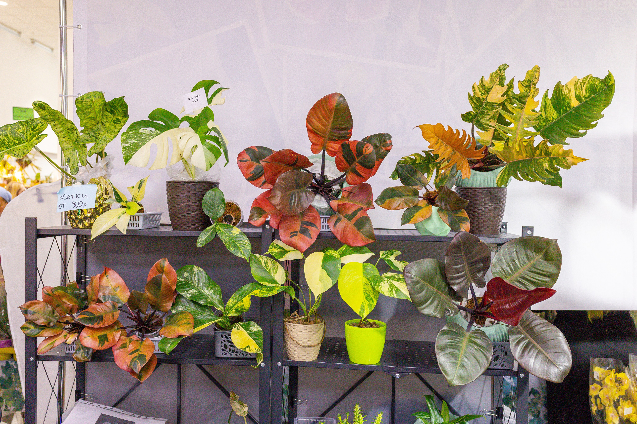 Орхидиум сентябрь 2025. Александра Куликова фотограф, Москва