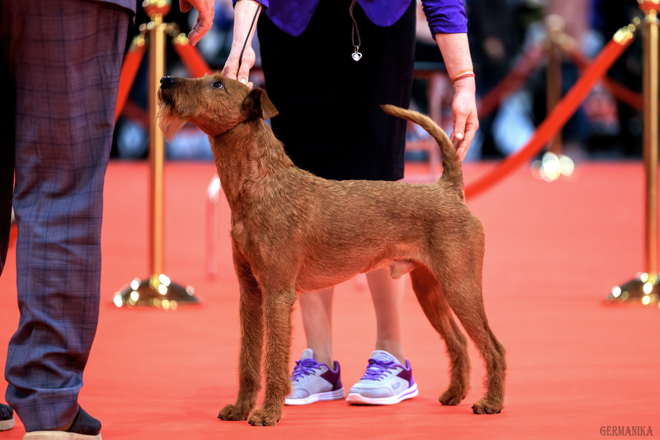 Лучшие Собаки России 17-18.02.2024. Фотограф-анималист Юлия Германика