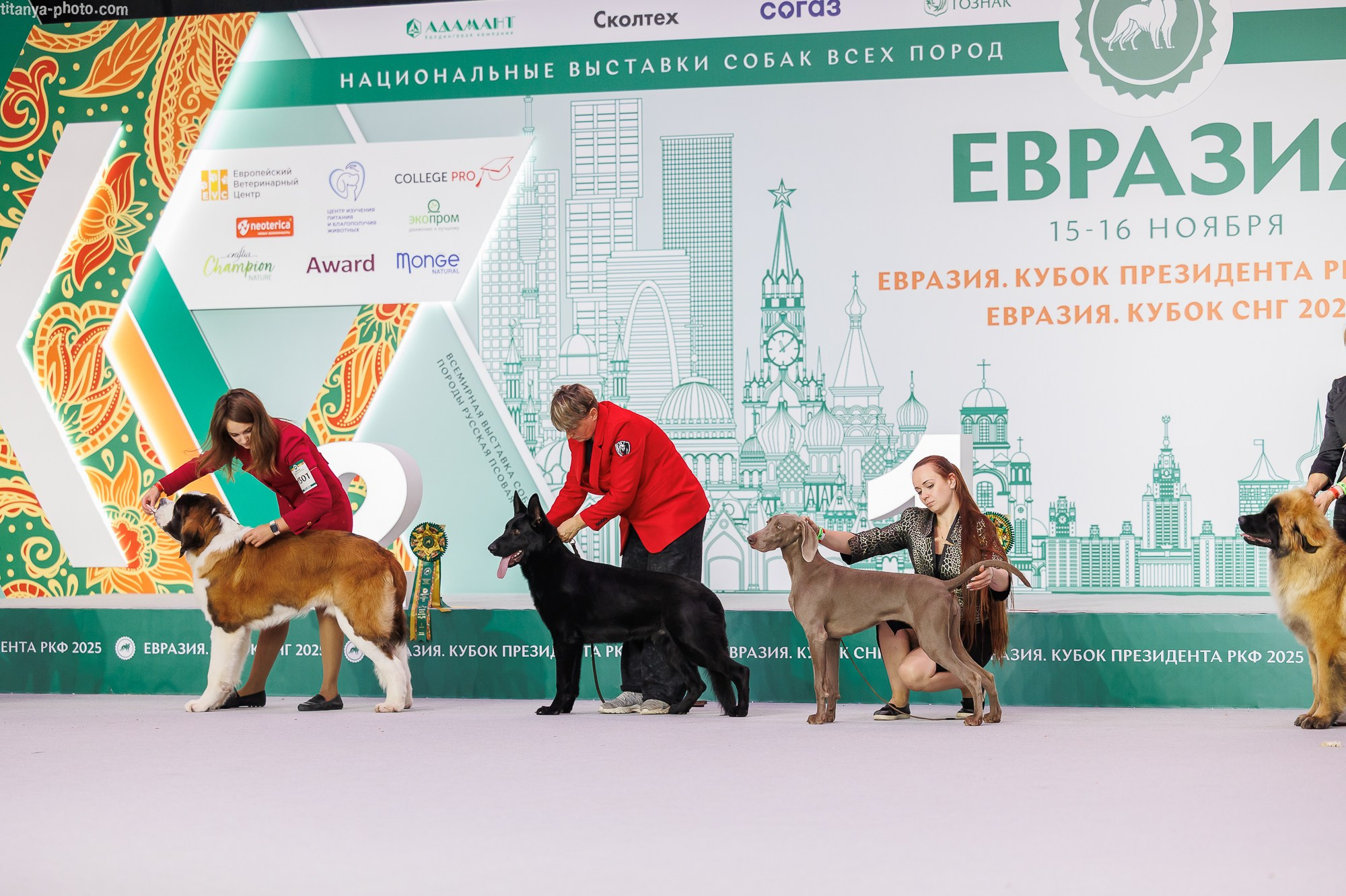 «Евразия-2025»: картинки с выставки. Фотограф собак, фотограф-анималист Аня Титова (Titanya). Москва