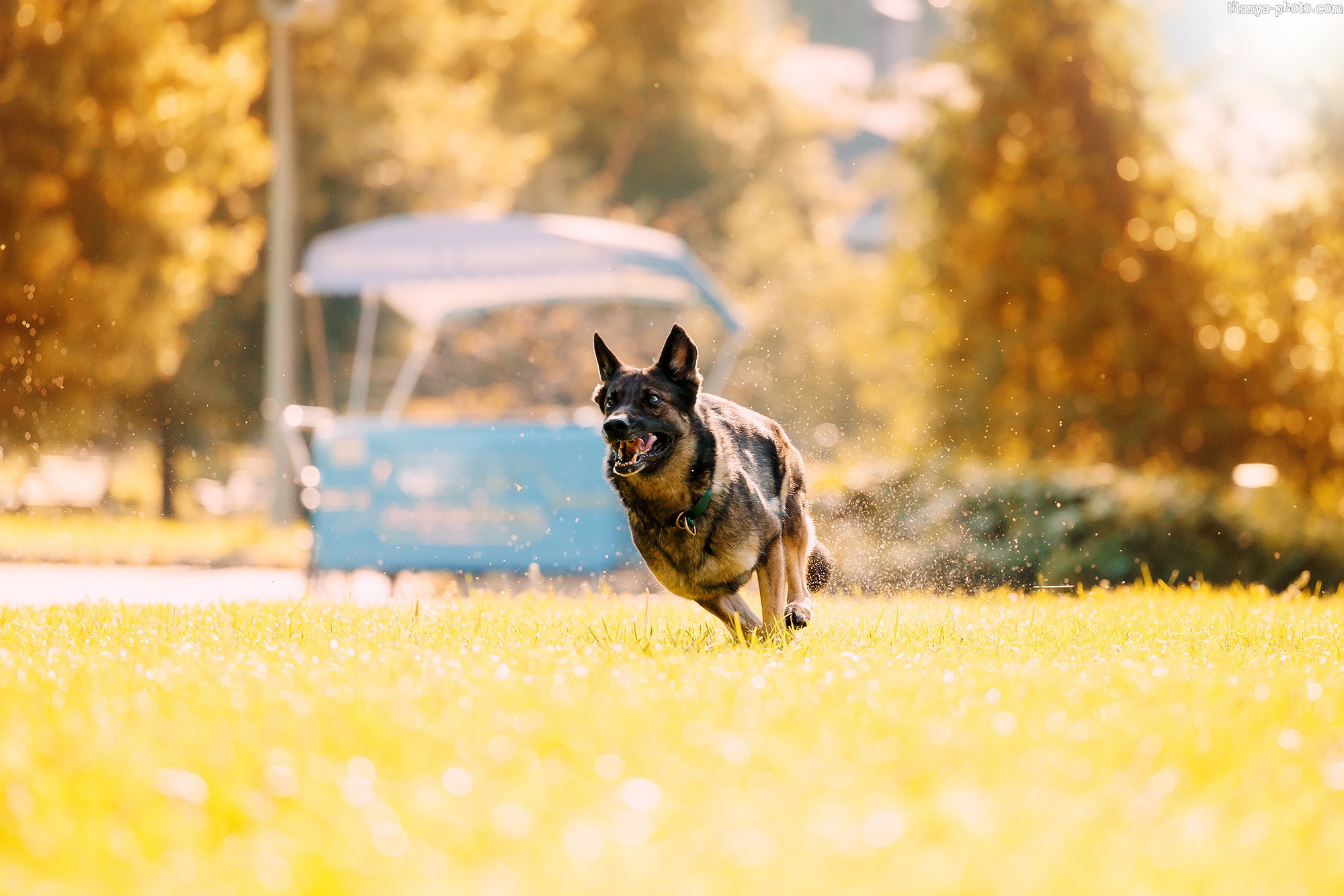 Маша и Харпи. Фотограф собак, фотограф-анималист Аня Титова (Titanya). Москва