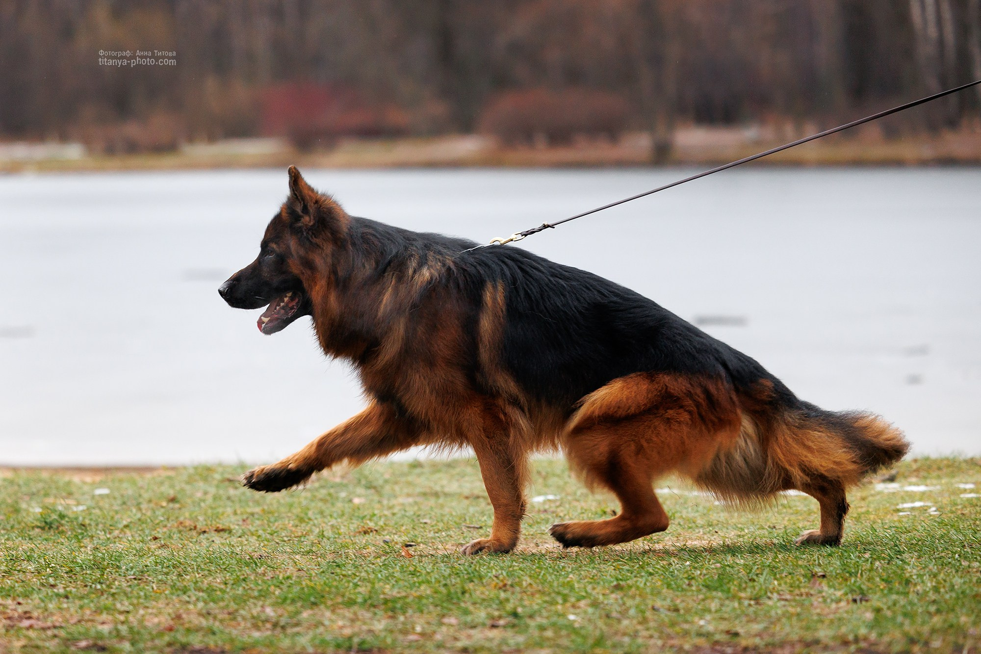 Экстерьерная фотосъёмка немецких овчарок. Фотограф собак, фотограф-анималист Аня Титова (Titanya). Москва