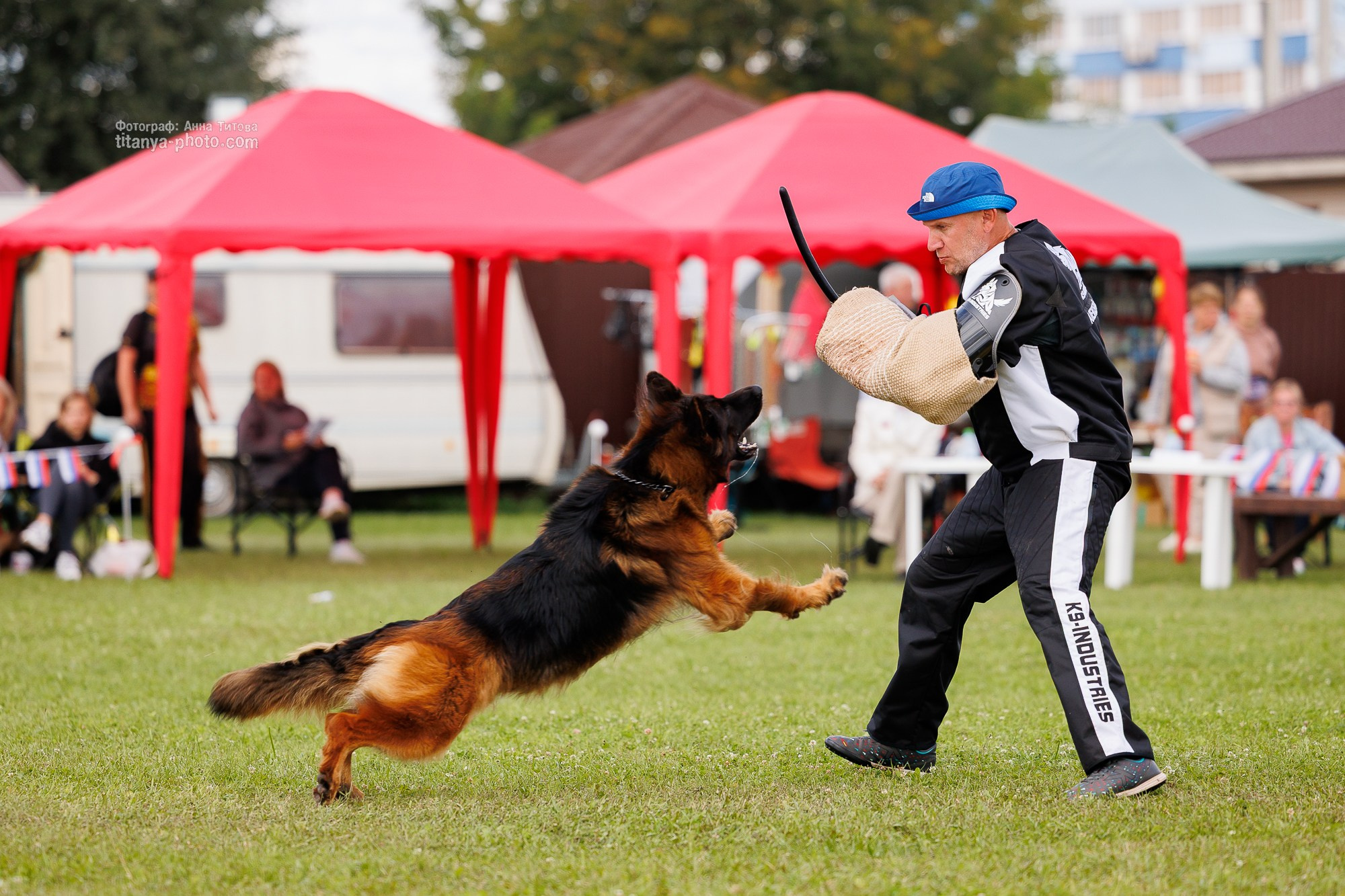 Немецкие овчарки: фото из рингов и вне ринга, мутпроба (фотографии с выставок). Фотограф собак, фотограф-анималист Аня Титова (Titanya). Москва