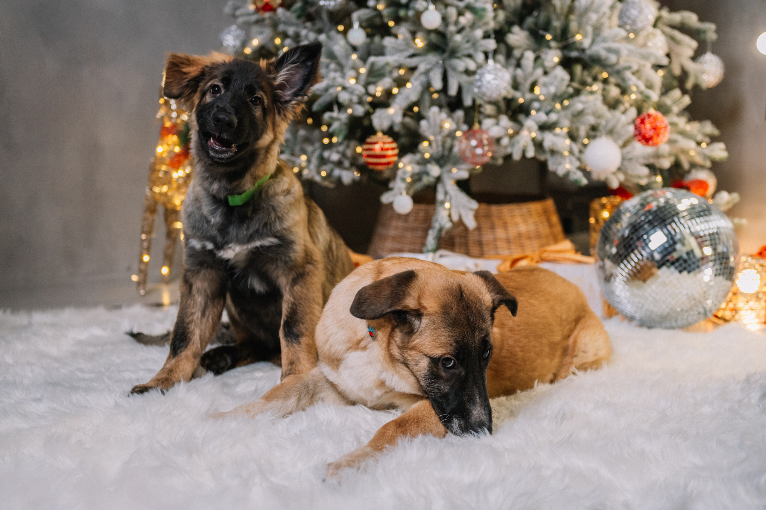 Съемка-пристройство: Мия и Майя. Анна Пушина, фотограф, Москва, Королев, Пушкино