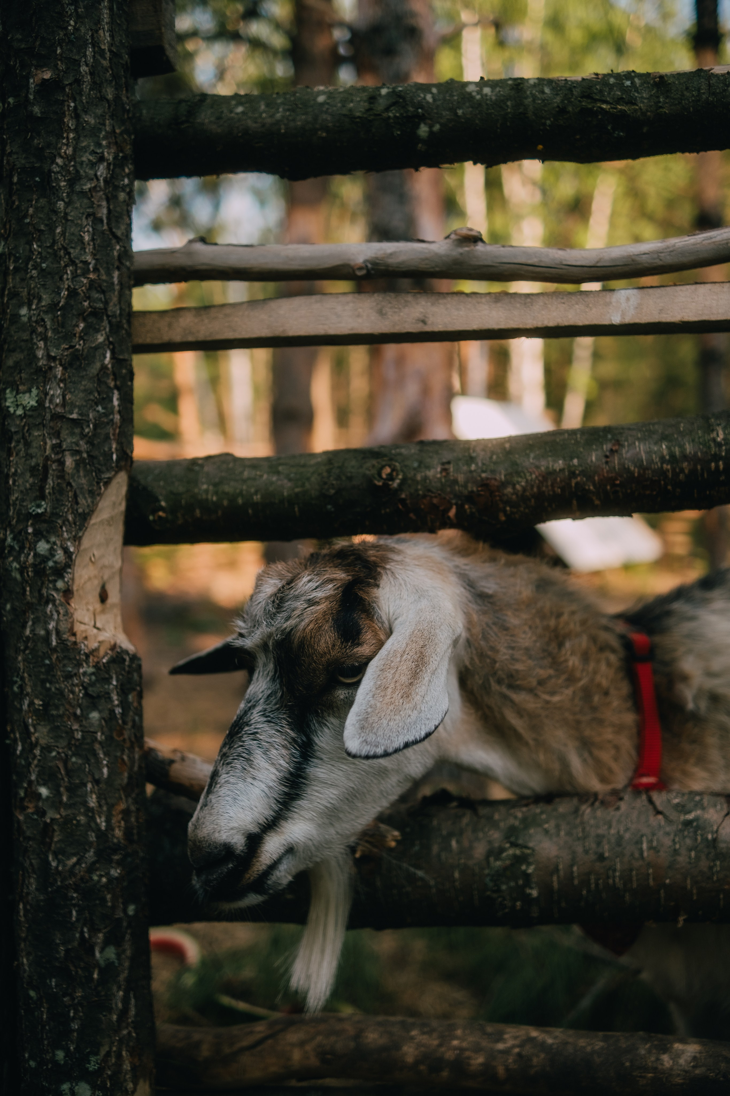 Выезд на этностойбище ресторан — музей «Чум». Фотограф в Тюмени Кирилл Марфин