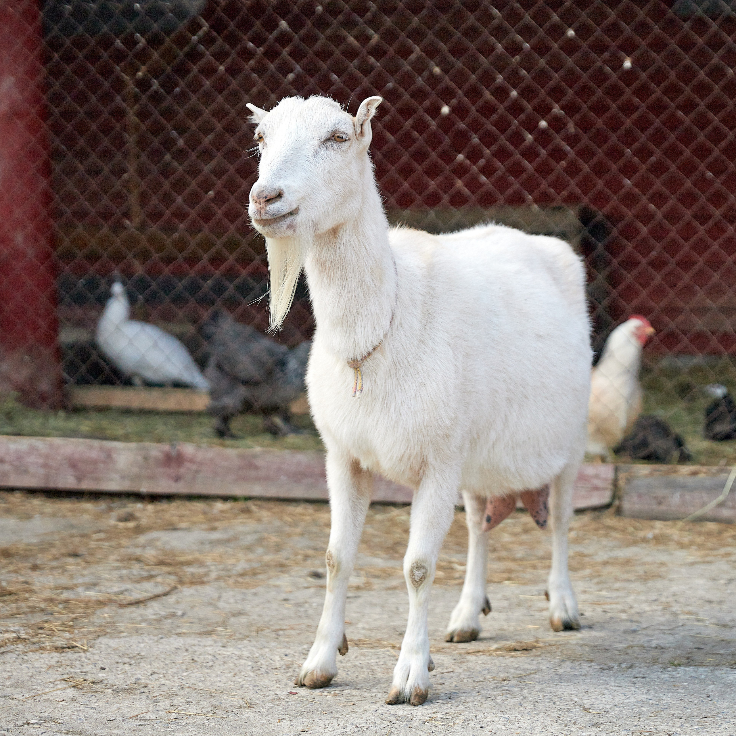 На ферме. Главная