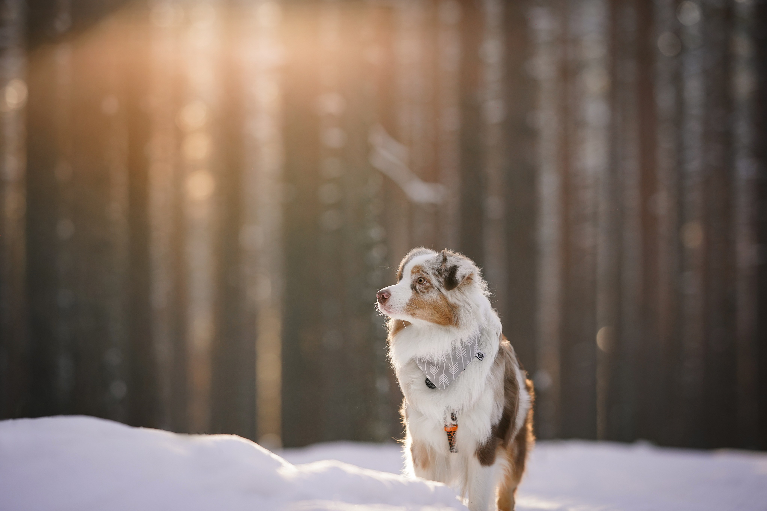 Панда март. Фотограф-анималист в Санкт-Петербурге Яна Мартынова