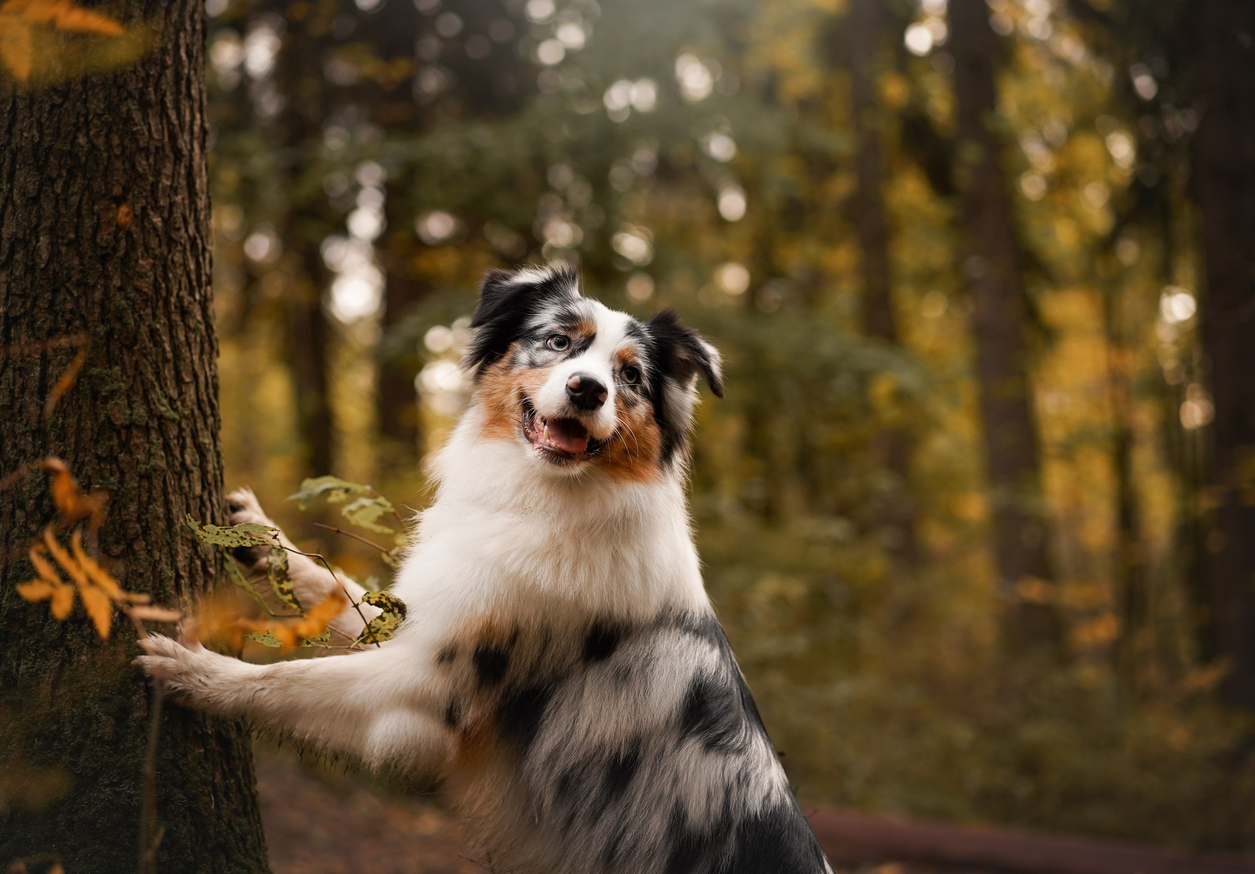 Соня Гавриил и Юкки. Фотограф-анималист в Санкт-Петербурге Яна Мартынова