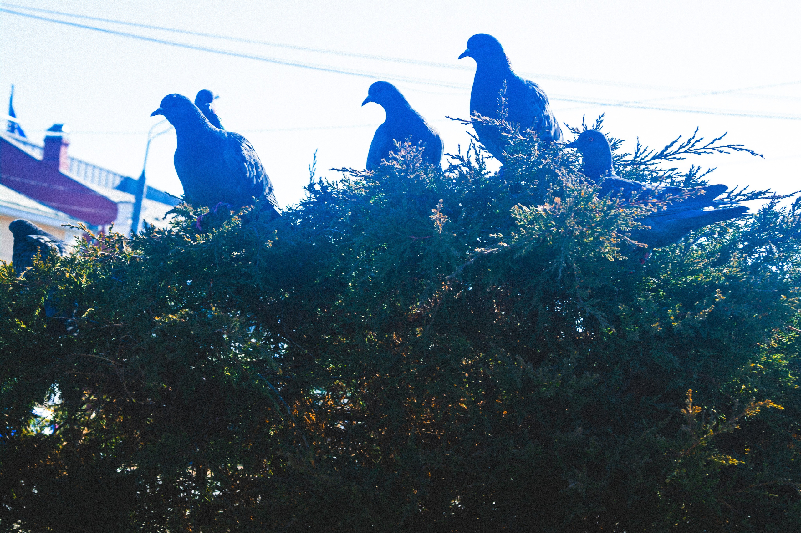 Acquaintance. Den Mirov — Photographer, Musician