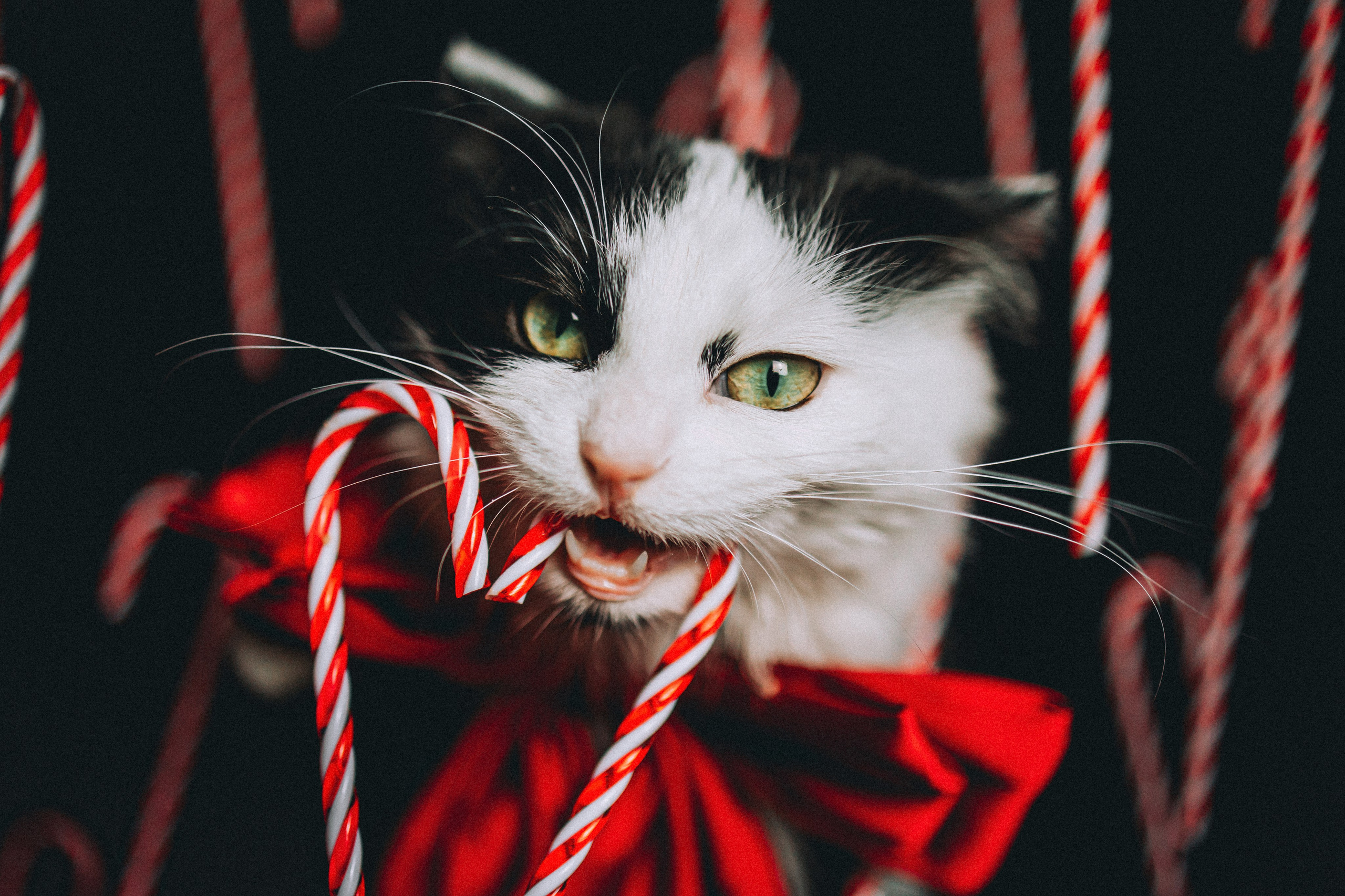 Джек, Бет и Кову