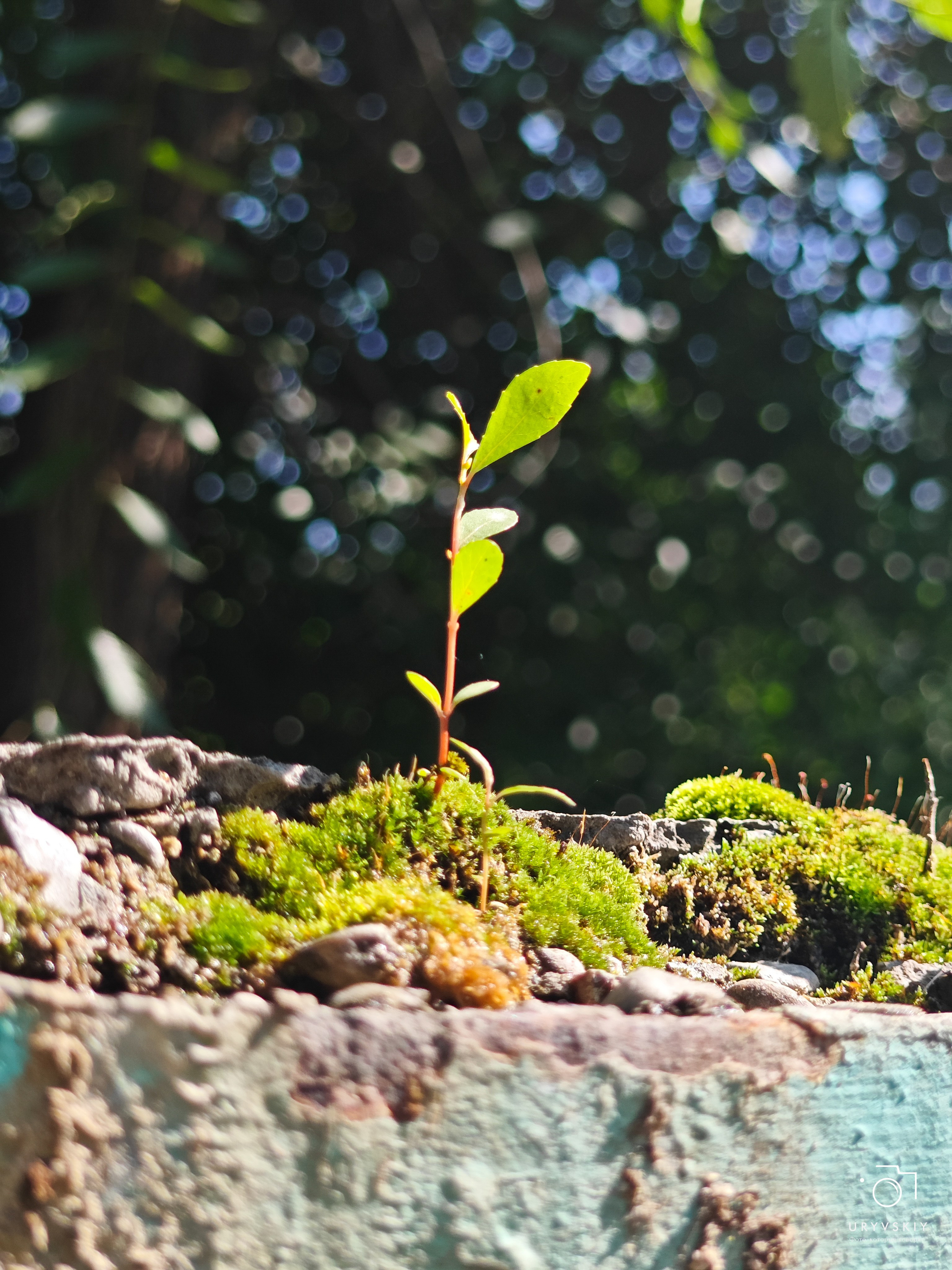 Больничный дворик. Игорь Урывский. Фотограф Красноярск