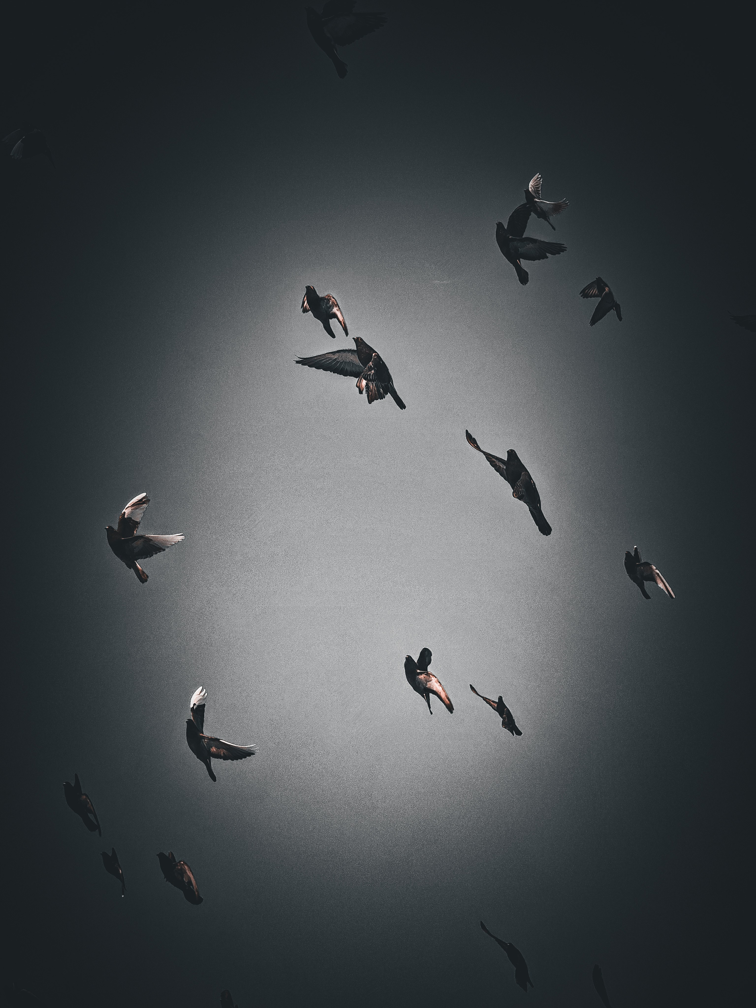 Birds. Игорь Урывский. Фотограф Красноярск