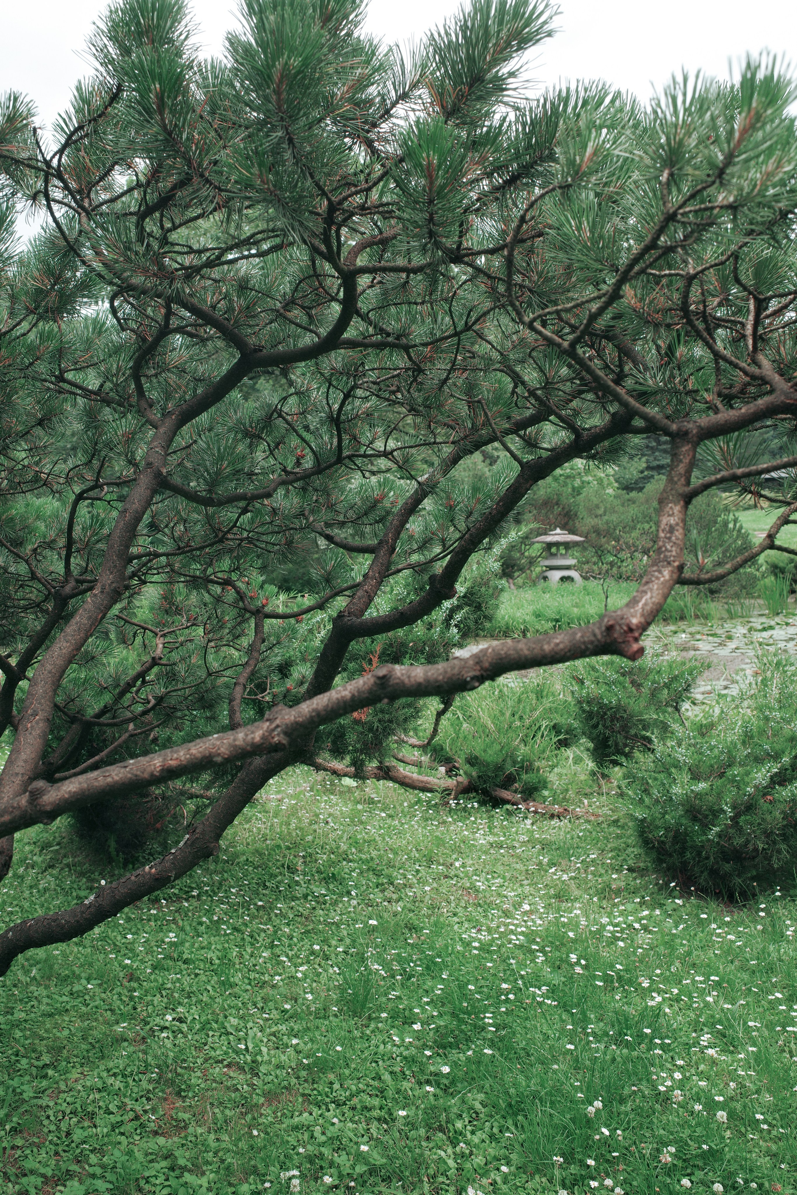 JAPANESE GARDEN. Anne Demia