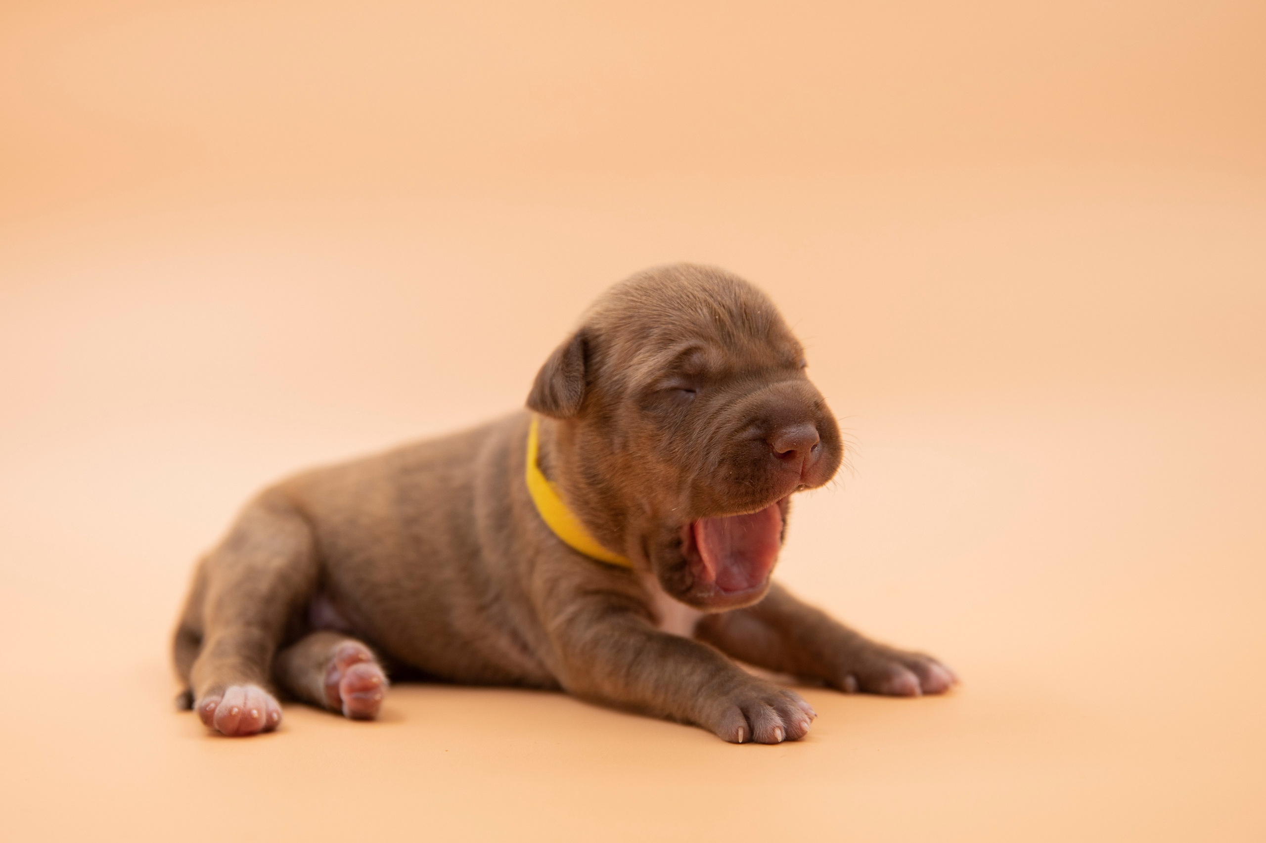 Фотосъёмки щенков. Фотограф-анималист Павлова Любовь