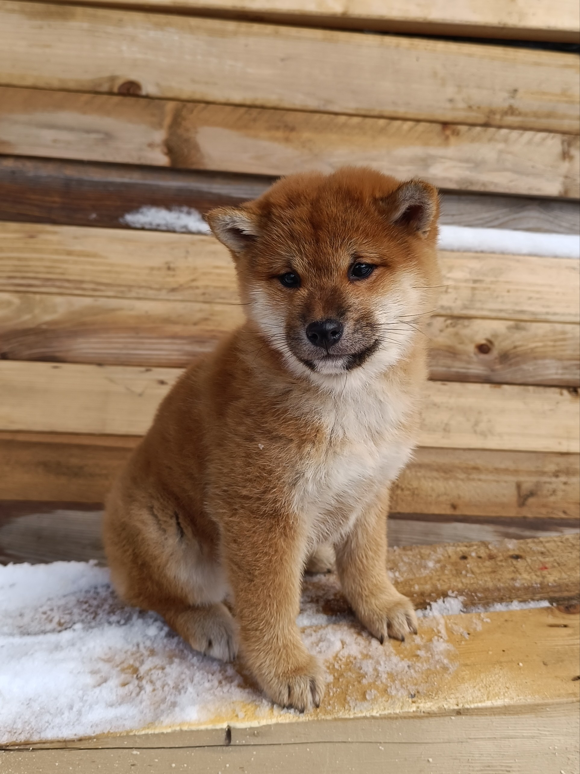 Сиба Rubylight Ellis питомник Рубилайт 