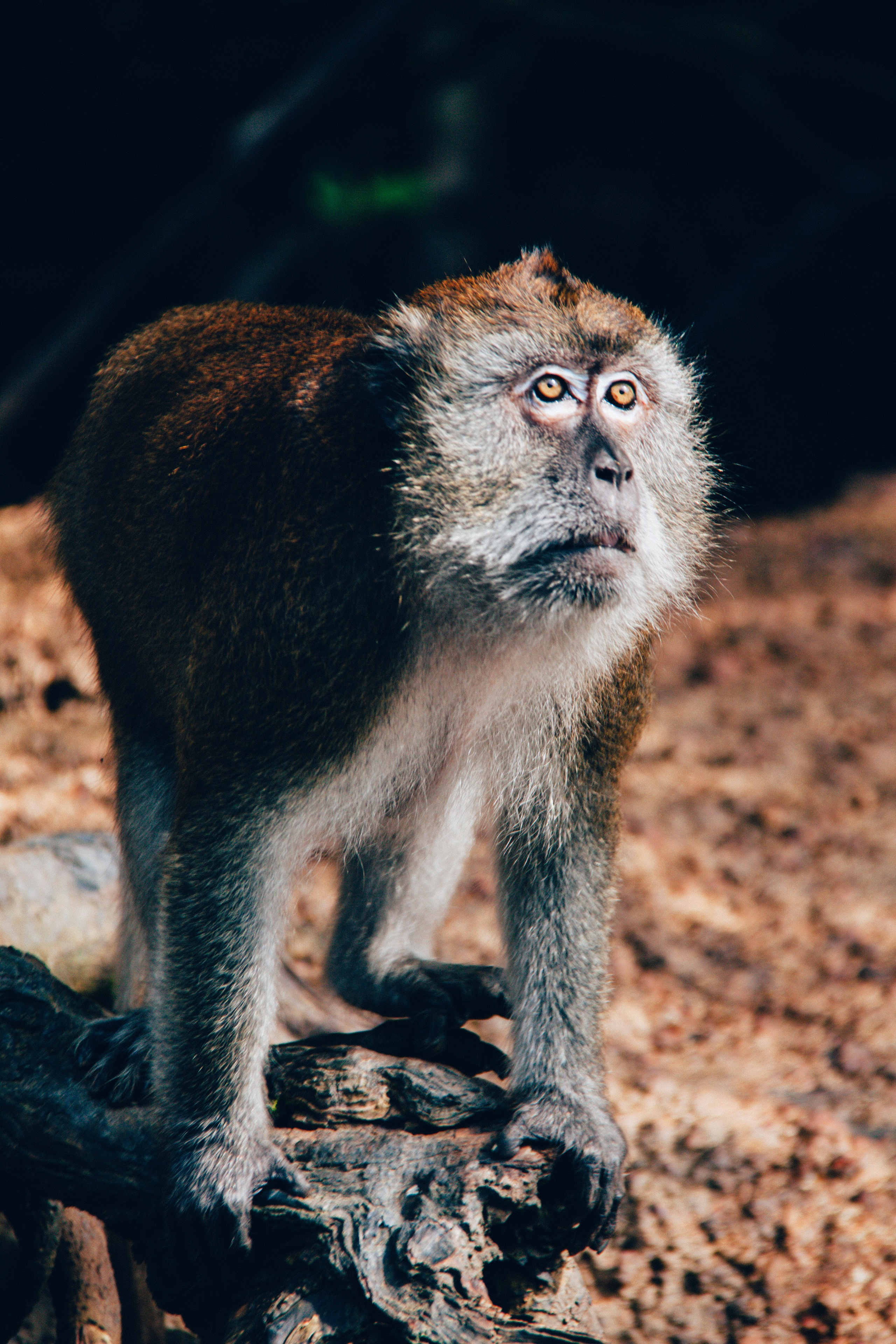 Malaysia. ДарияГалямова — фотограф: открытый, творческий, коммерческий