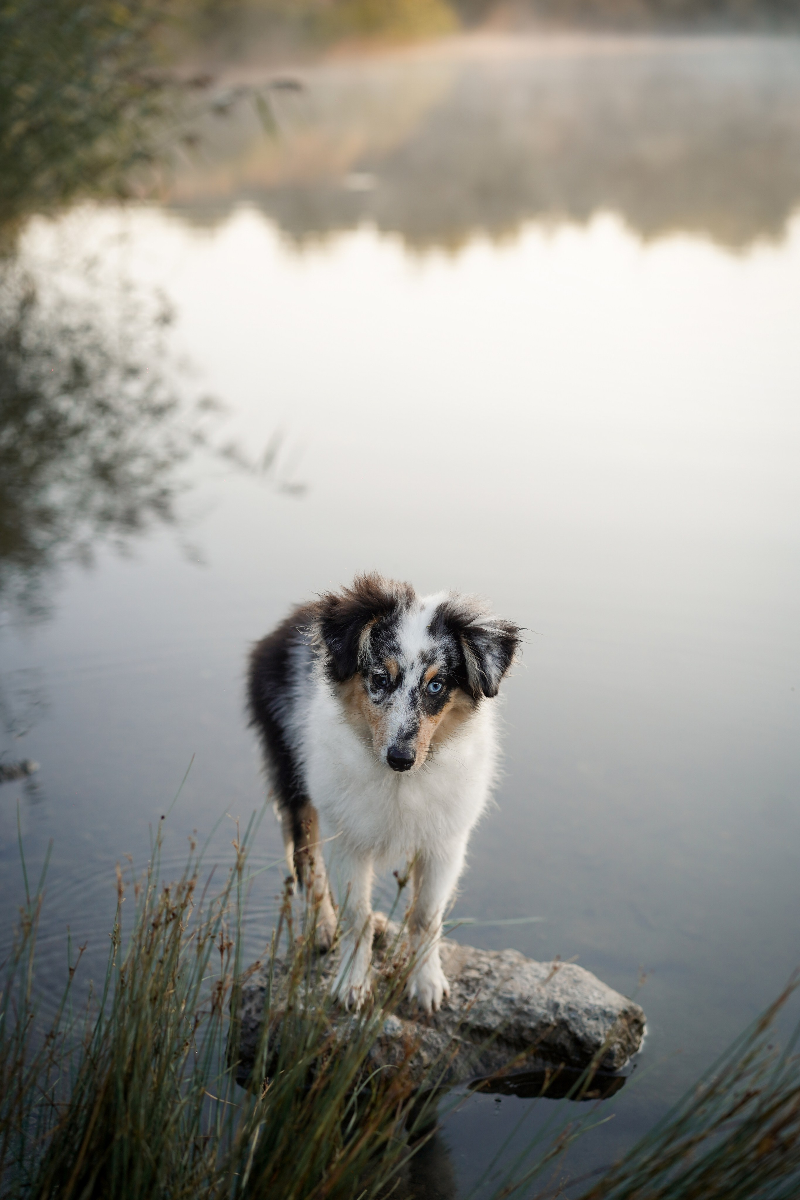 Алина и Лето. Фотограф-анималист в Санкт-Петербурге Яна Мартынова