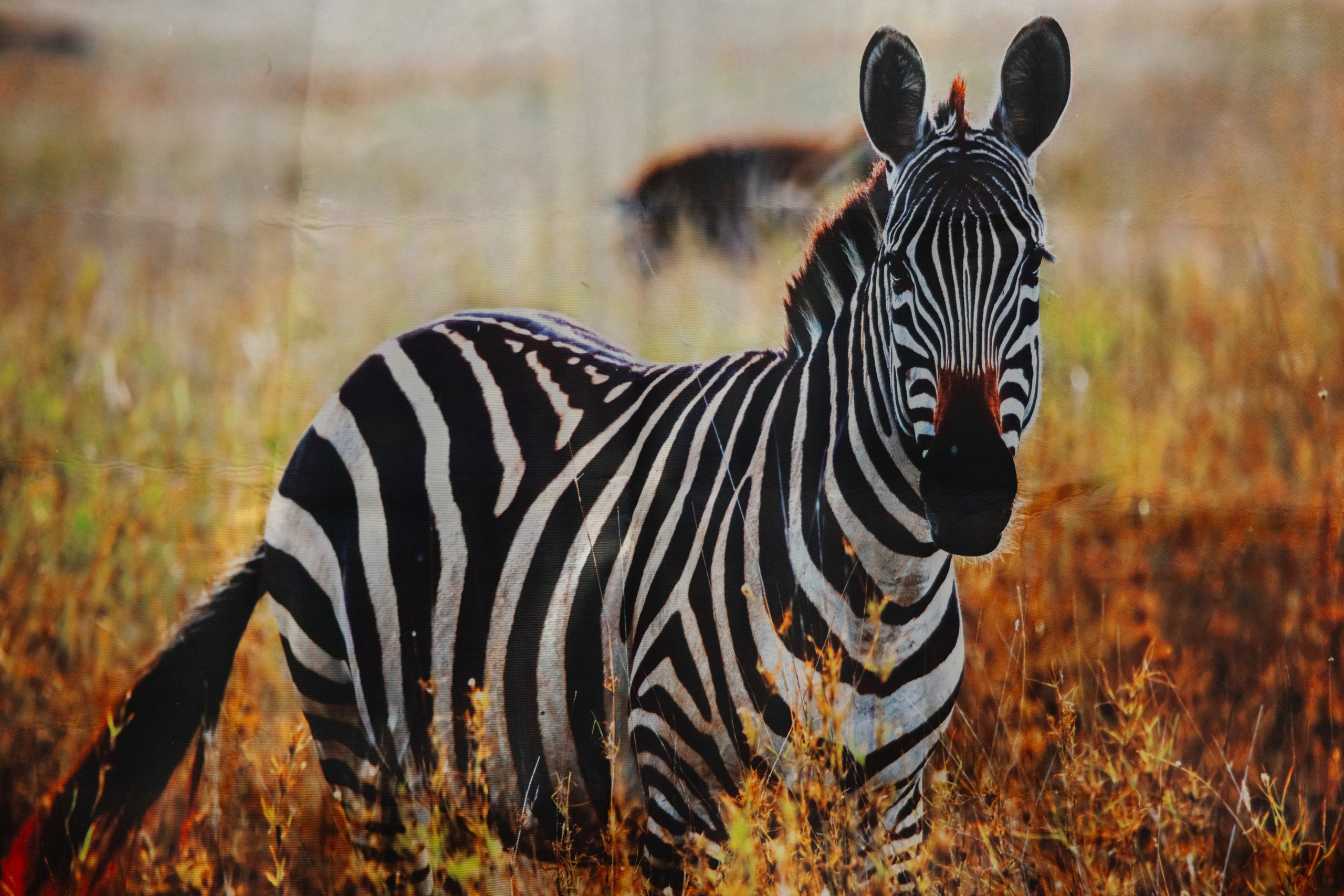 Фотосъемка делегации Посольства Зимбабве в Минске. Свадебный фотограф в Минске/Беларуси Сергей Спиридонов