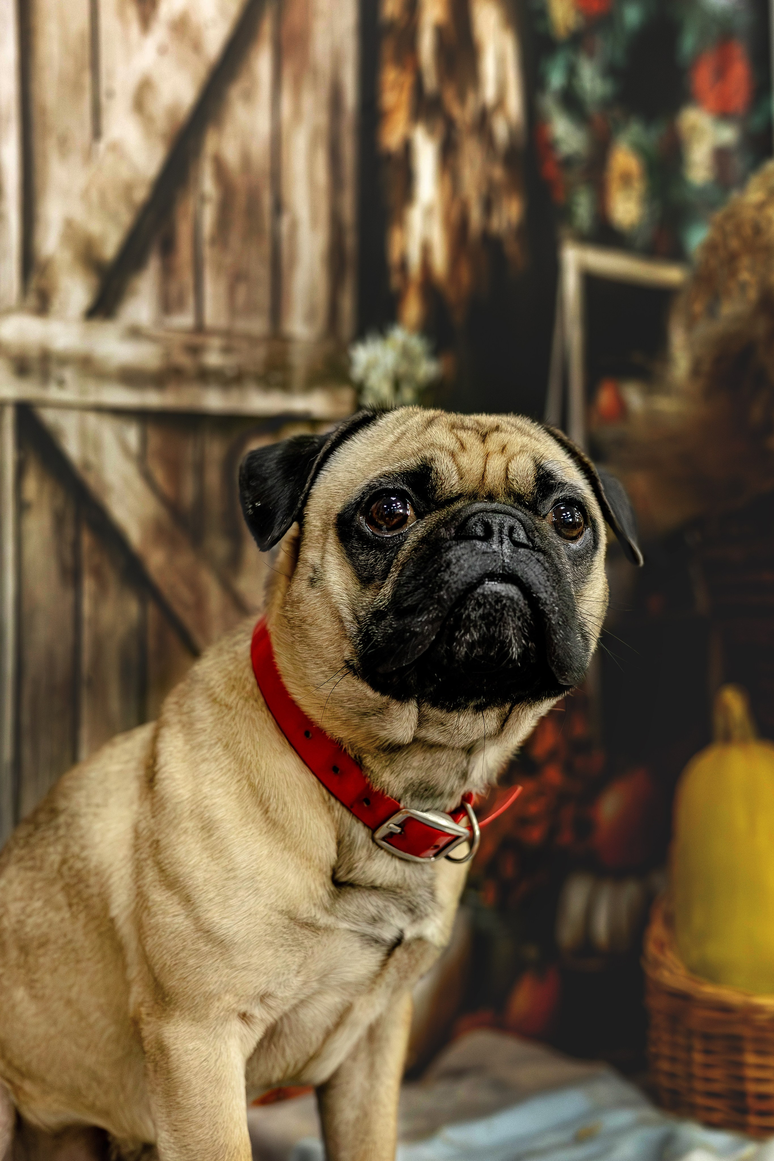 Макс. Https://moshkovaphoto.ru/