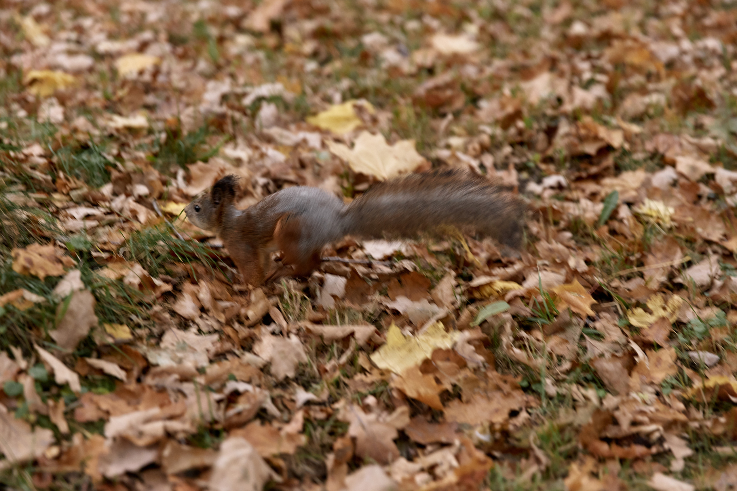Y&A october 2020. Свадебный и репортажный фотограф в Санкт-Петербурге | Михаил Песиков