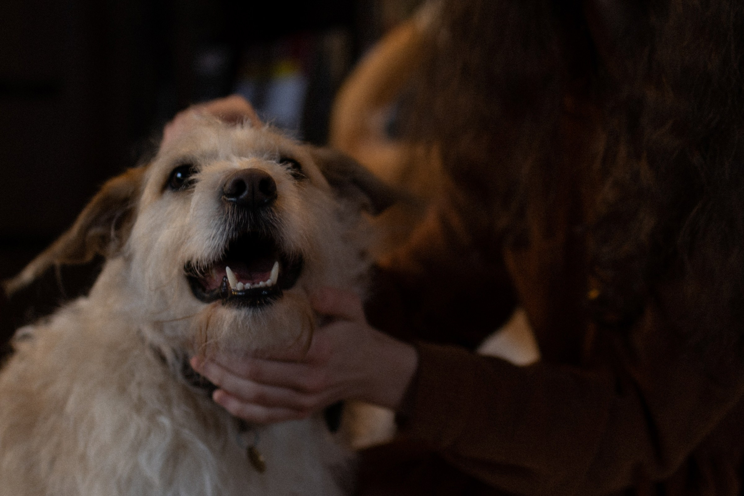 Франкенвини. Фотограф Daria Wilner