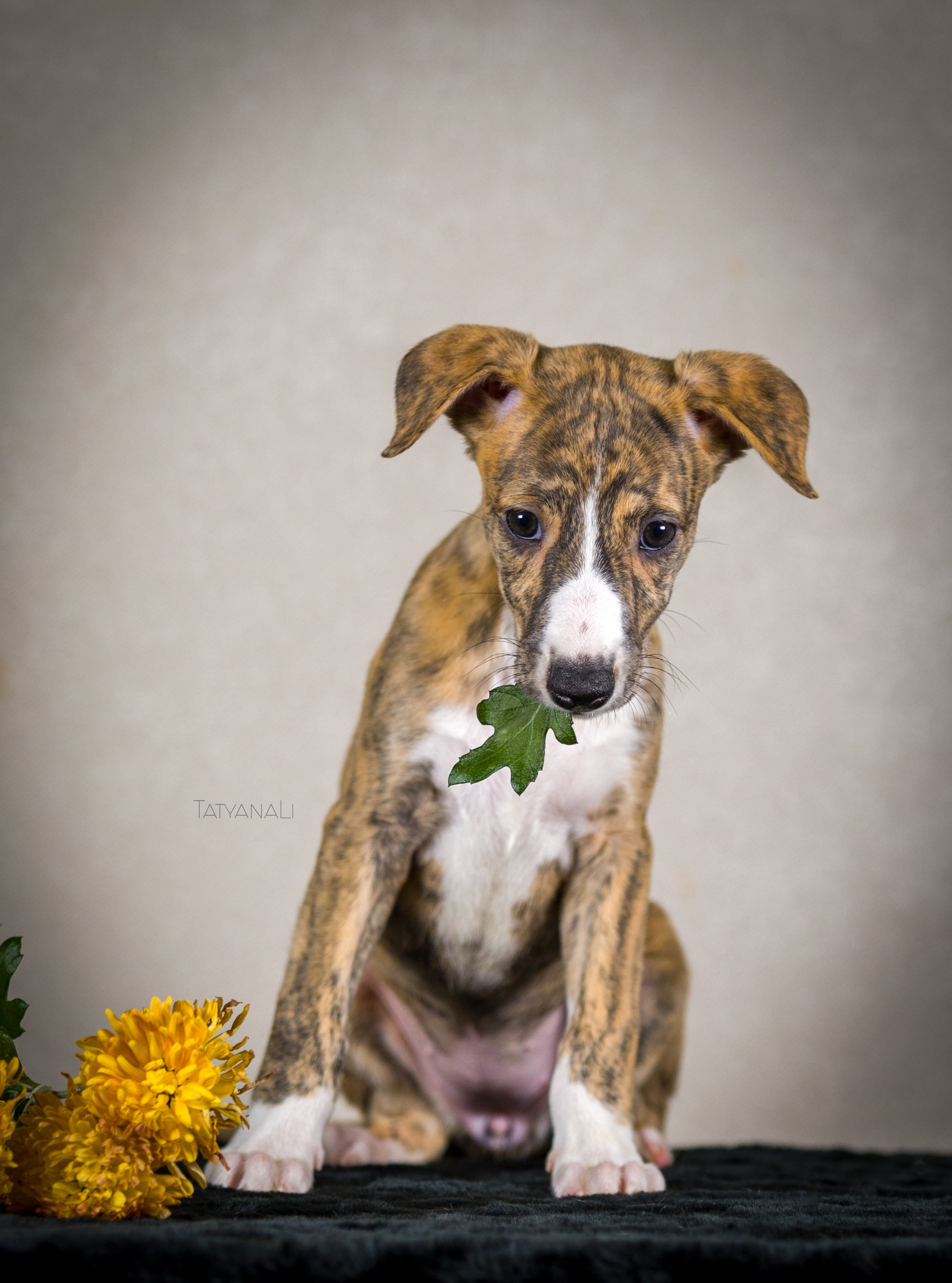Уиппет. Фотограф — анималист Татьяна Ли