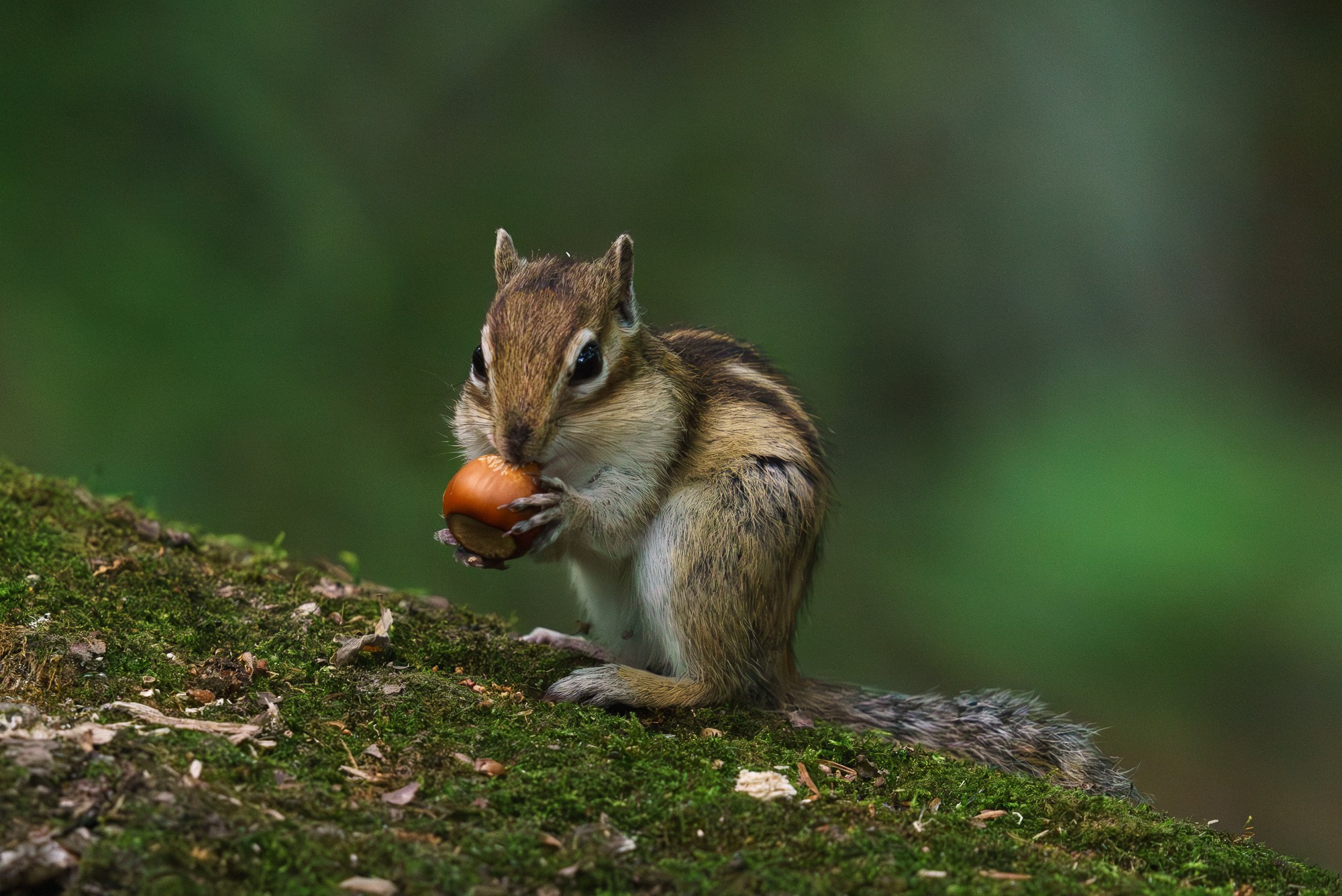 Животные. Ваш личный фотограф Марина Волкова