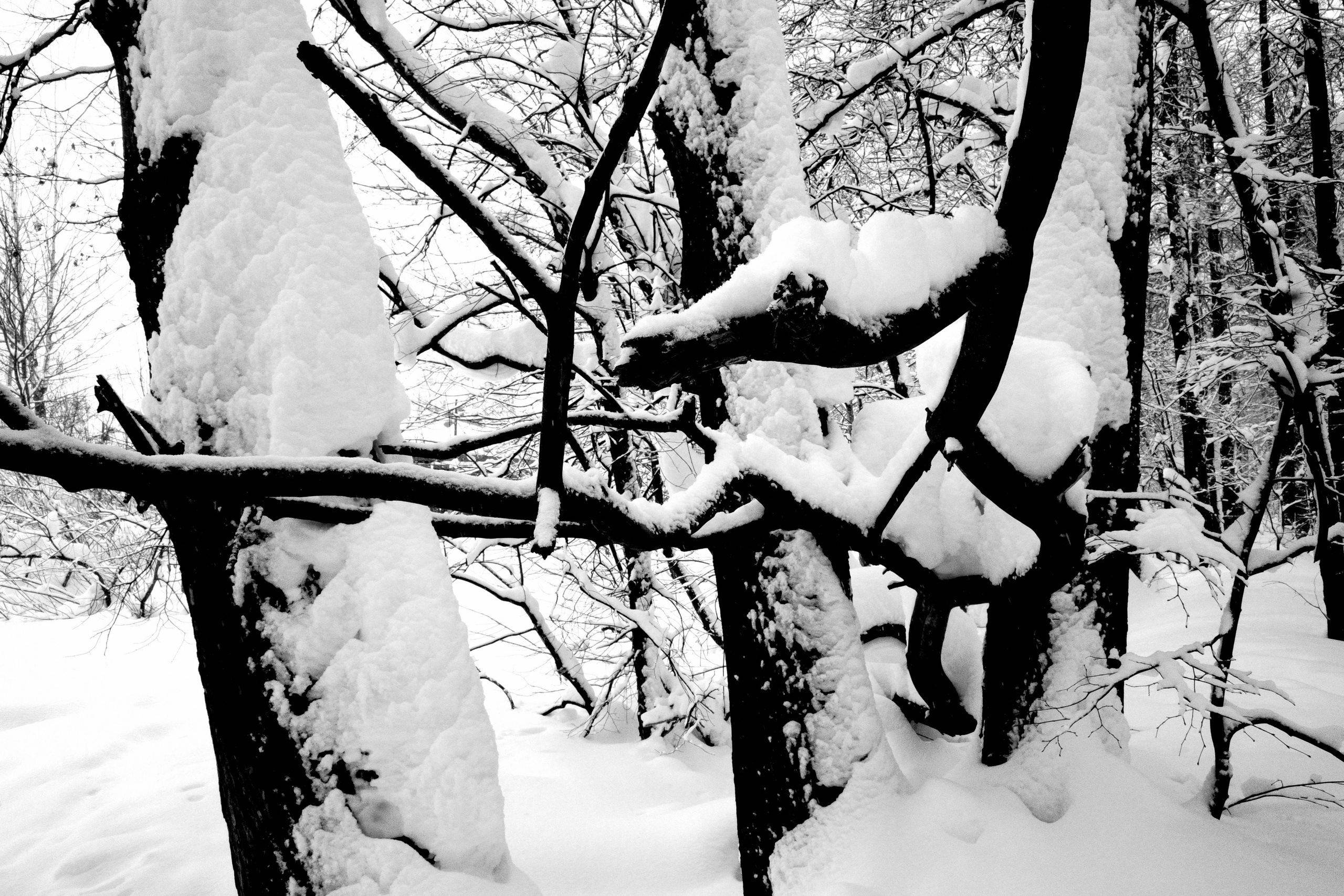 Чудище лесное