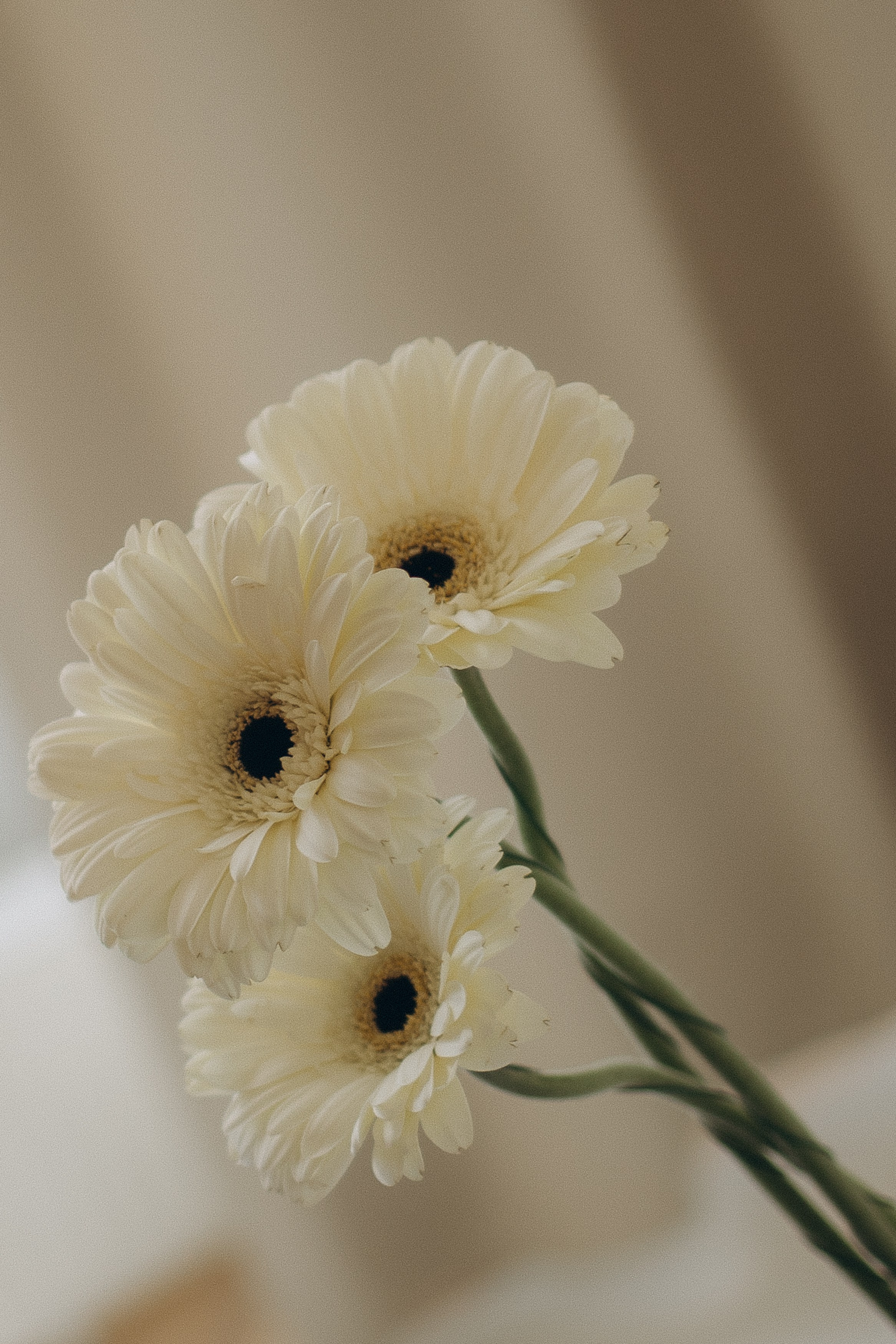 Для Юлии. Семейный и детский фотограф, женский портрет Москва Светлана Мертикова