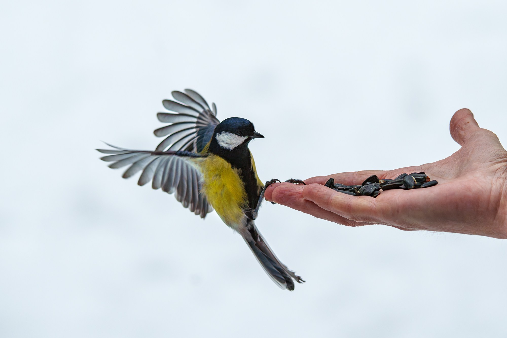 Удивительные мир птиц. Вокруг нас столько прекрасного — присмотритесь!. Ваш личный фотограф Марина Волкова