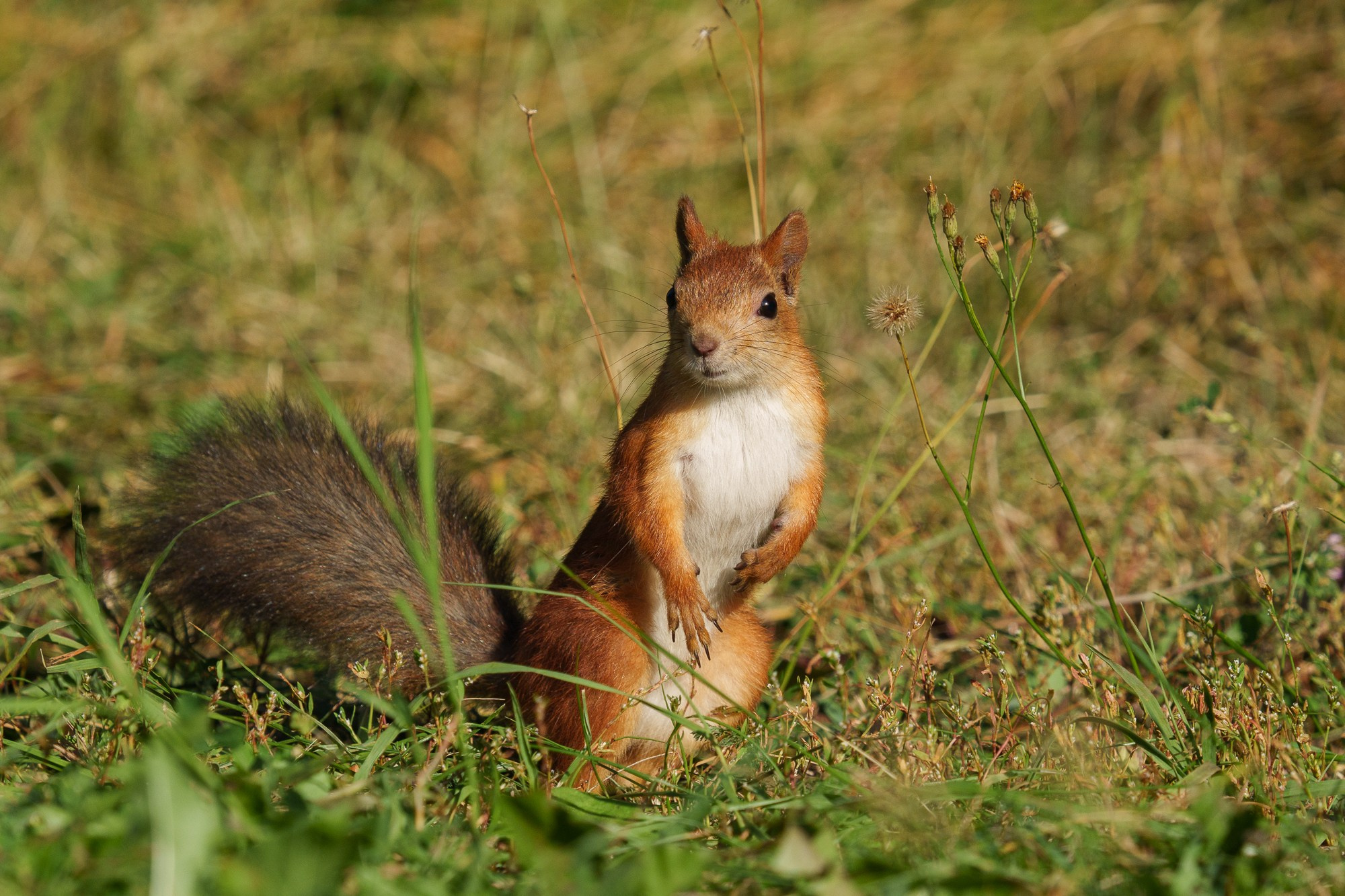 Животные. Ваш личный фотограф Марина Волкова