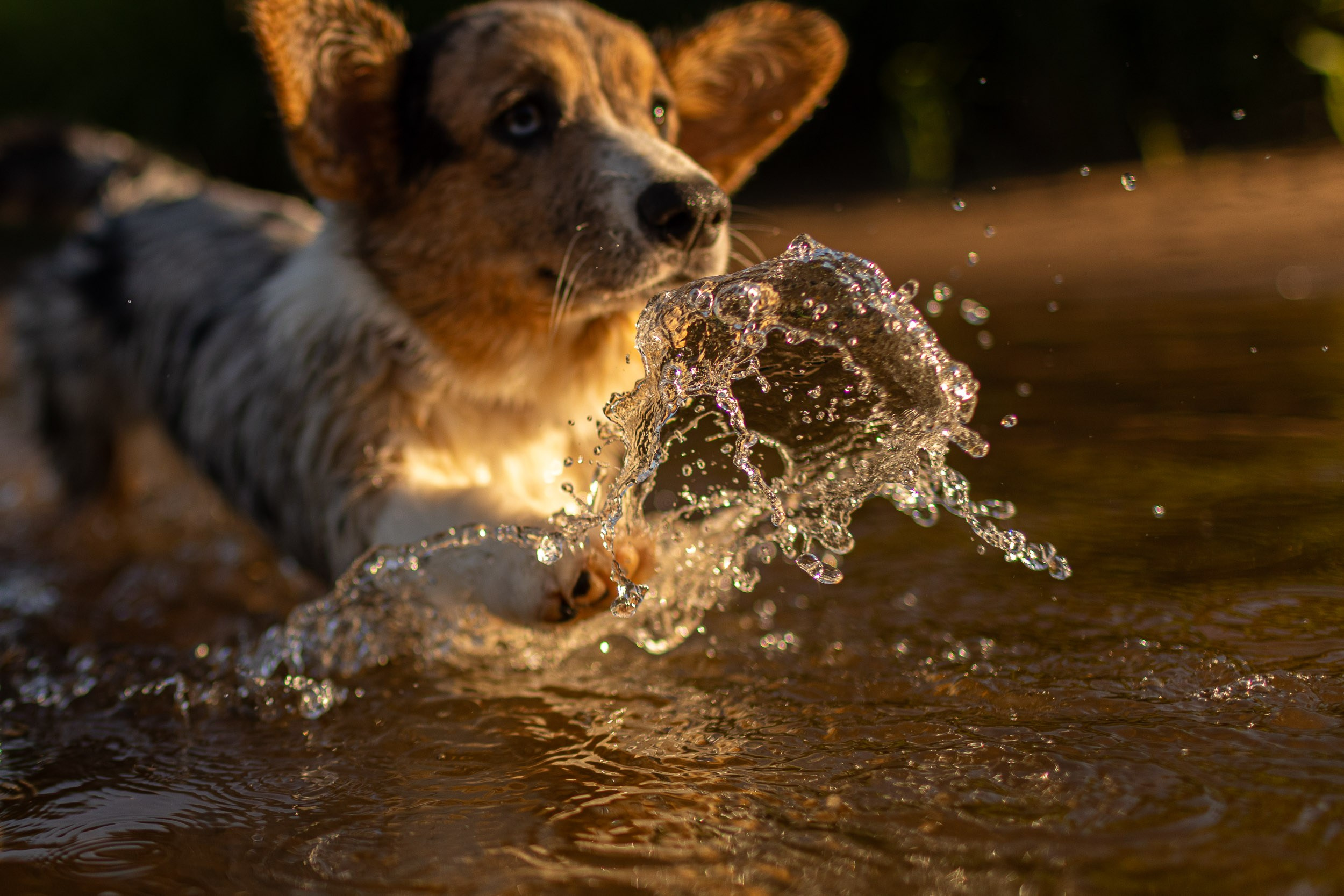 Купание щенков в стиле лайфстайл. Фотограф-анималист в Москве и Московской области Татьяна Фролова