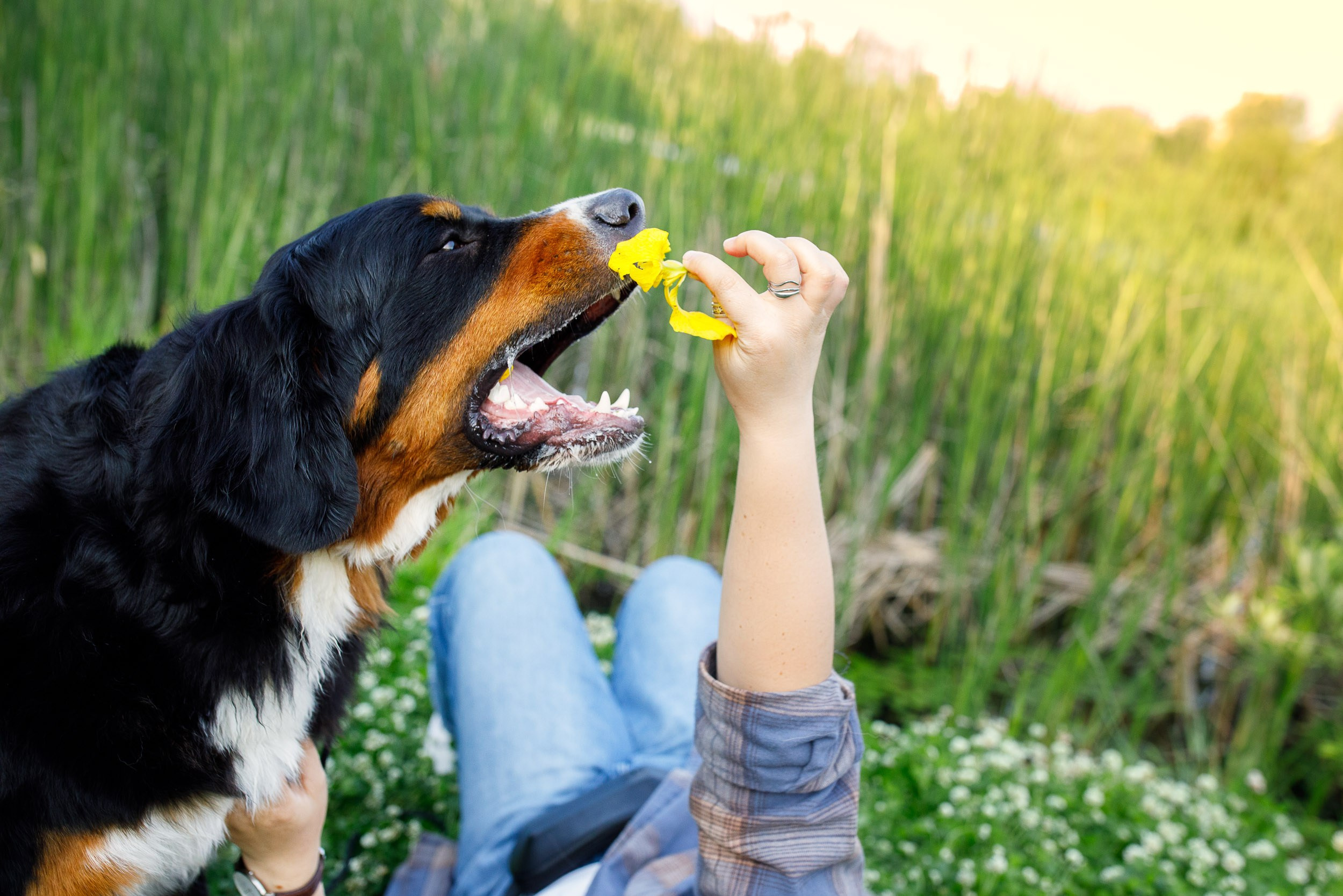 Фотопрогулка для четырех человек с собаками. Фотограф-анималист в Москве и Московской области Татьяна Фролова
