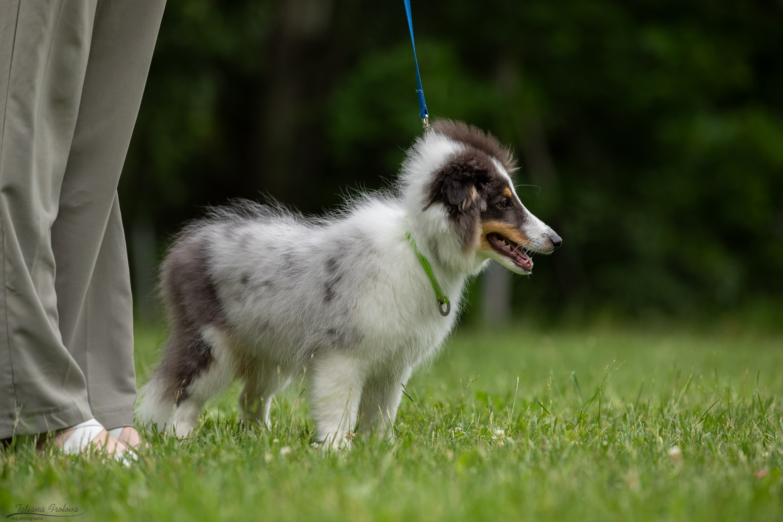 Репортаж с выводки молодняка колли/шелти в Ясенево. Фотограф-анималист в Москве и Московской области Татьяна Фролова