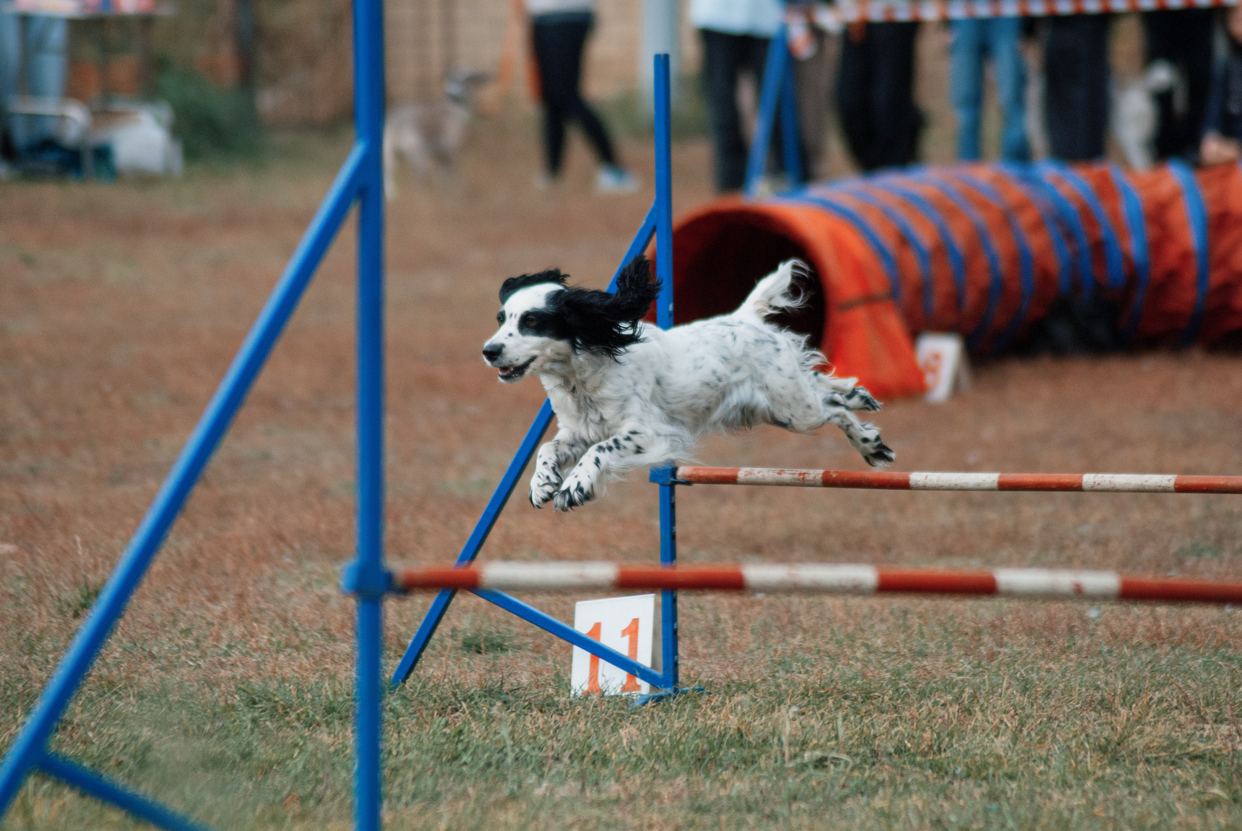 Аджилити. Фотограф в Тюмени Лизавета Сапицкая