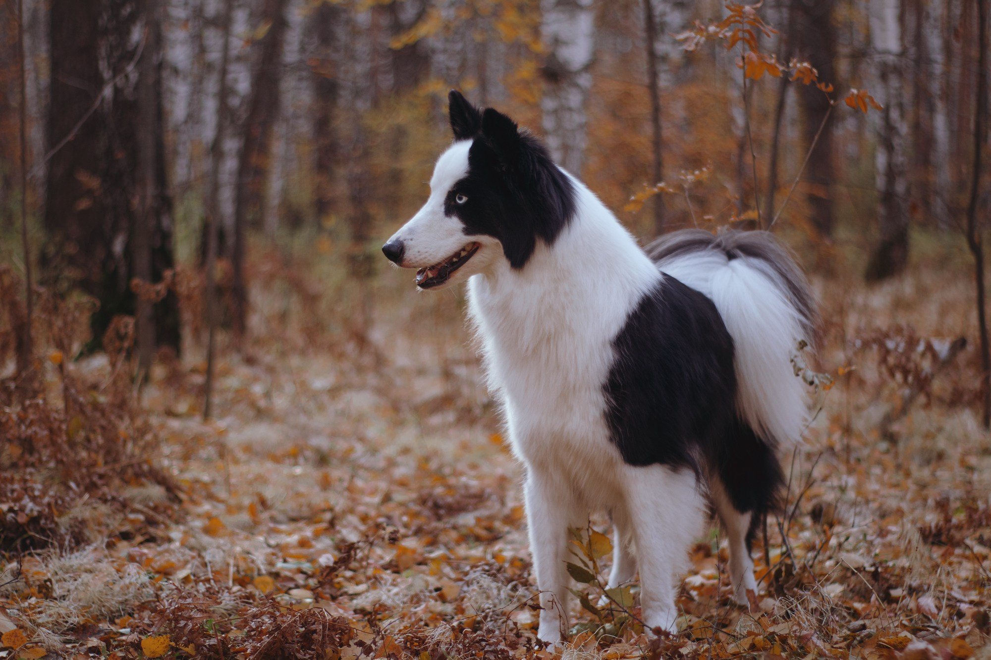 Ликёр. Фотограф в Тюмени Лизавета Сапицкая