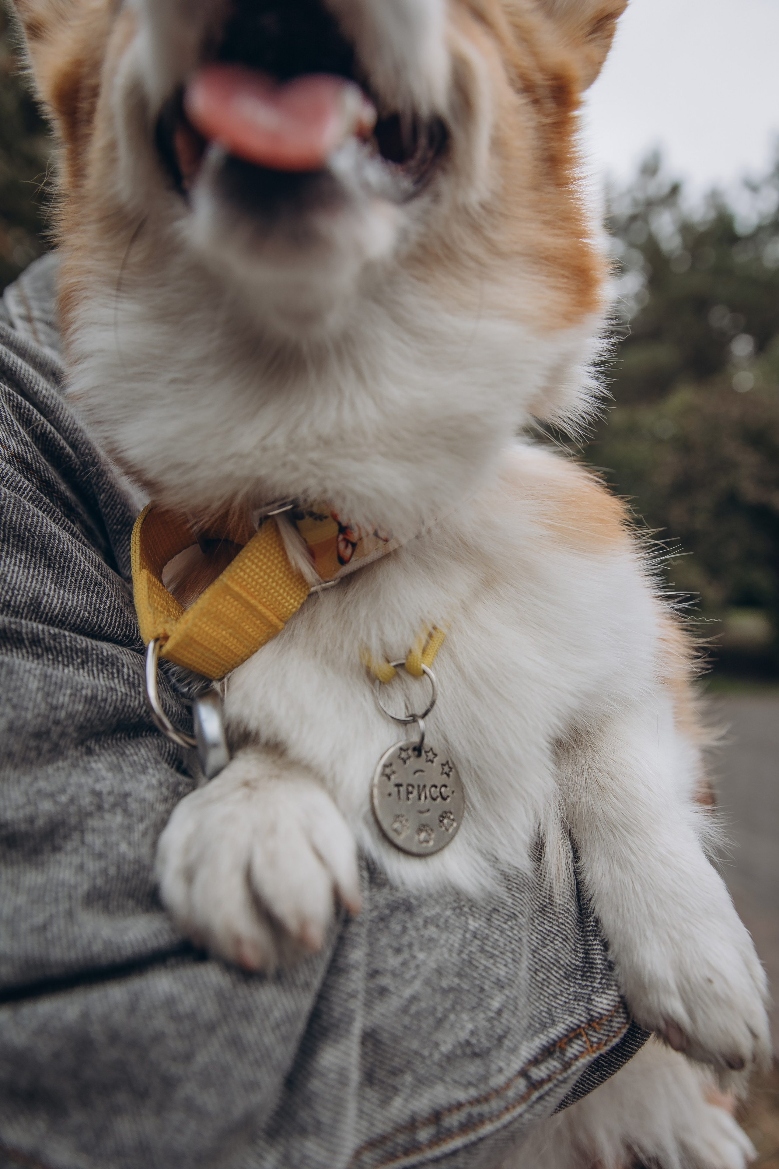 «Королевский Корги» 2. Фотограф Алина Ионычева в Новосибирске