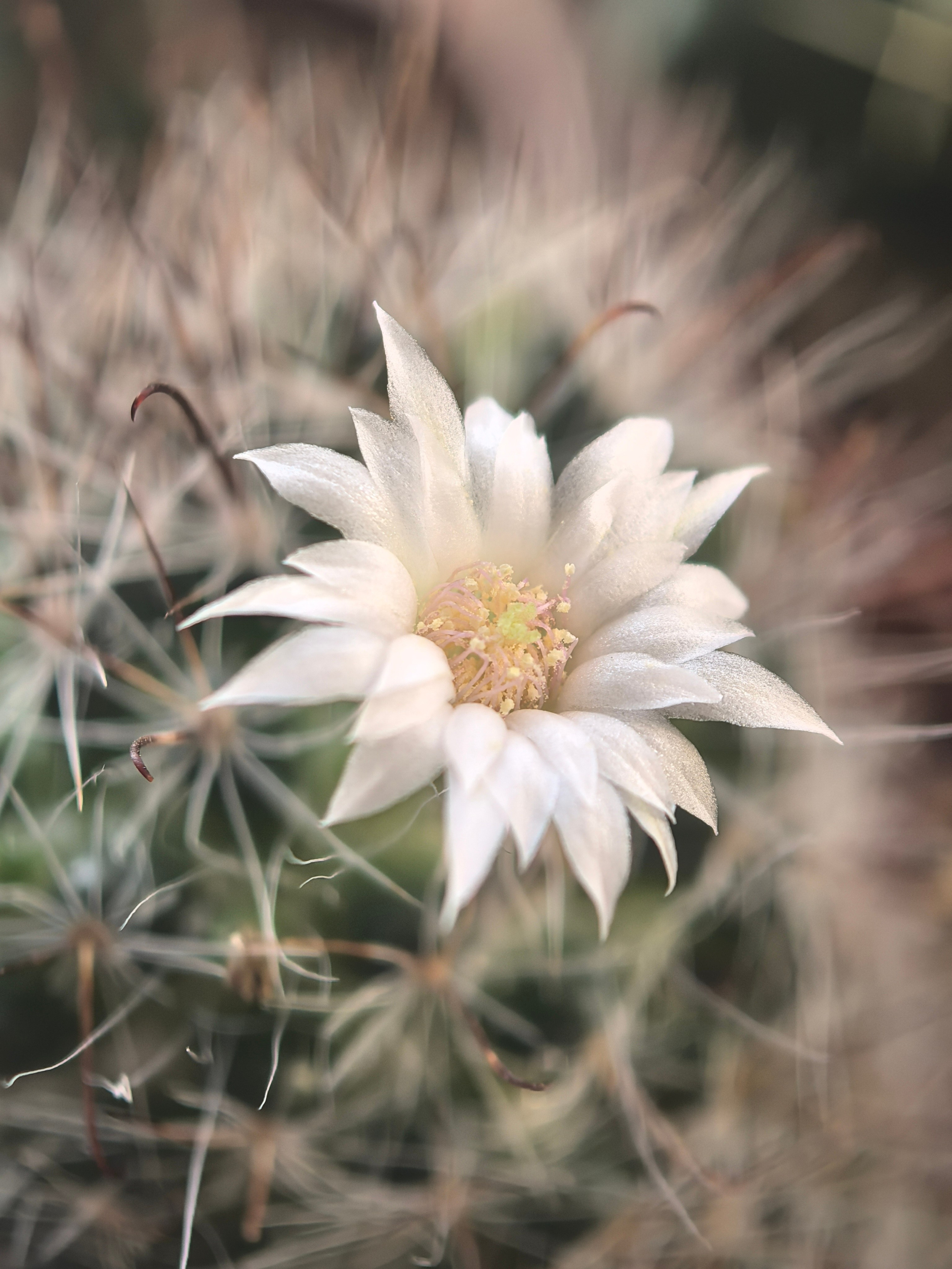 ПочтиМАКРО. Школьные выпускные альбомы в Москве Марина Николаева