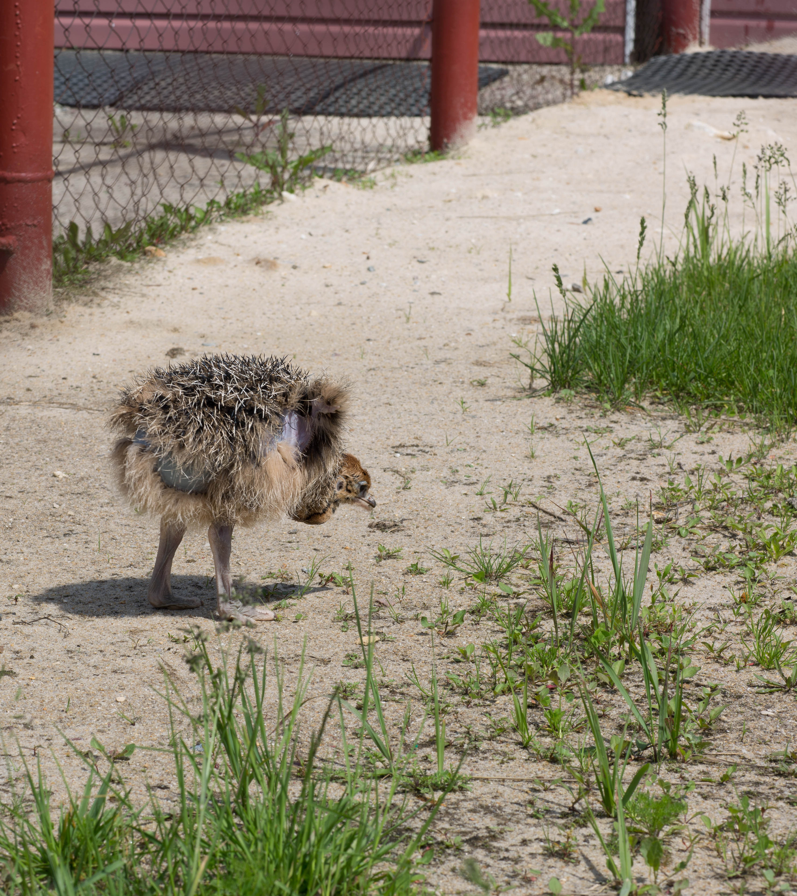 Милейшие домашние живтные. Главная