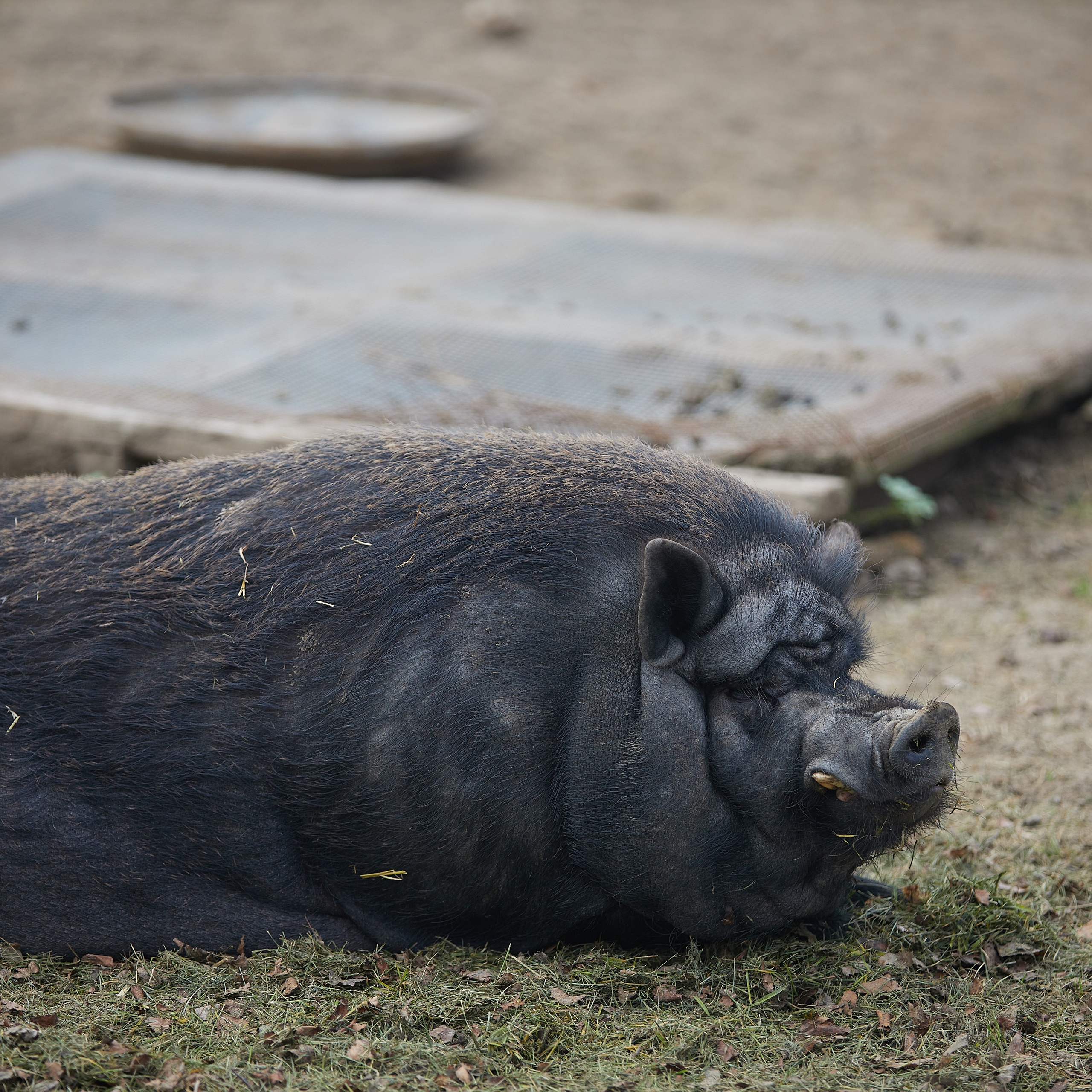 Милейшие домашние живтные. Главная