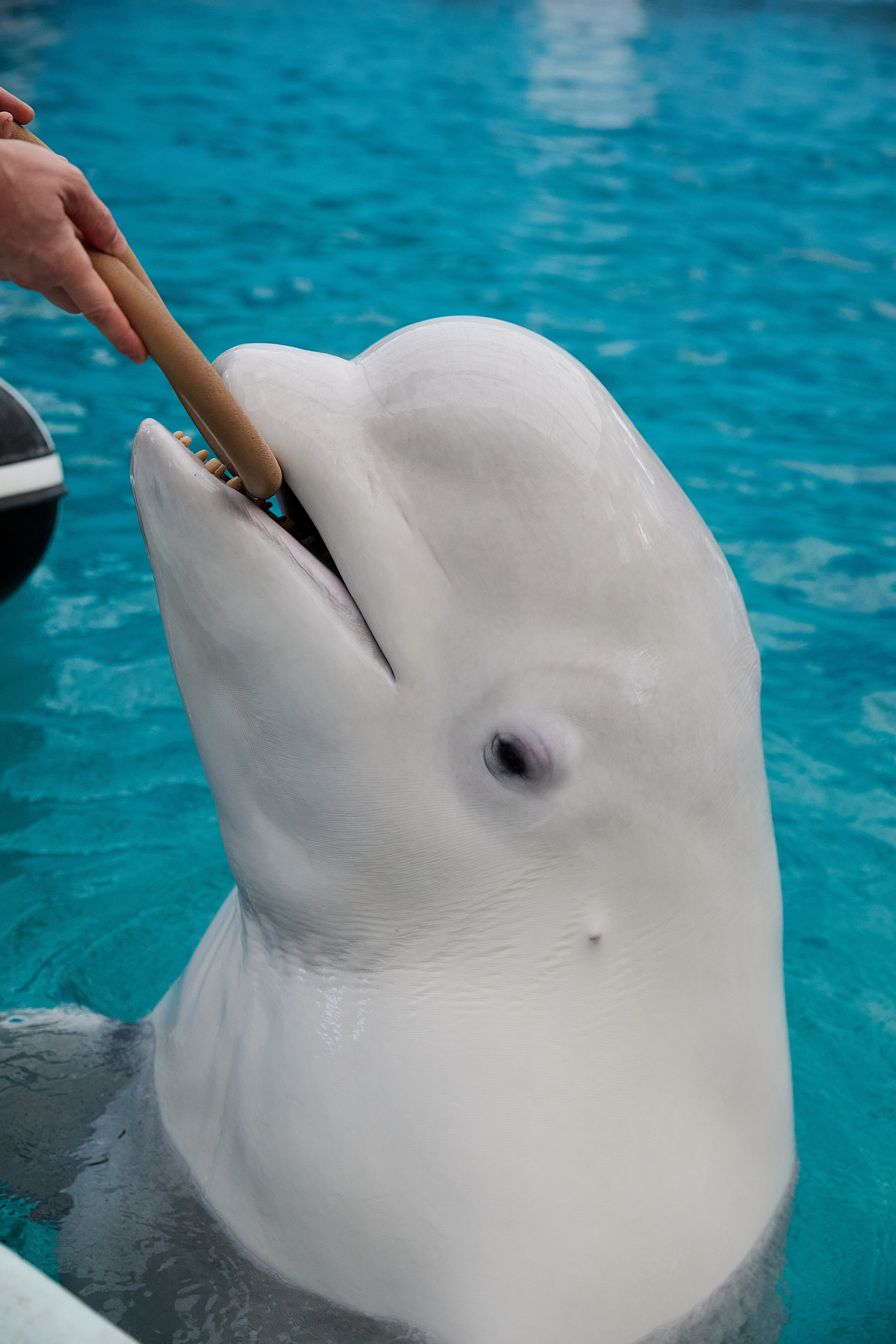 Белуга и дельфины. Главная