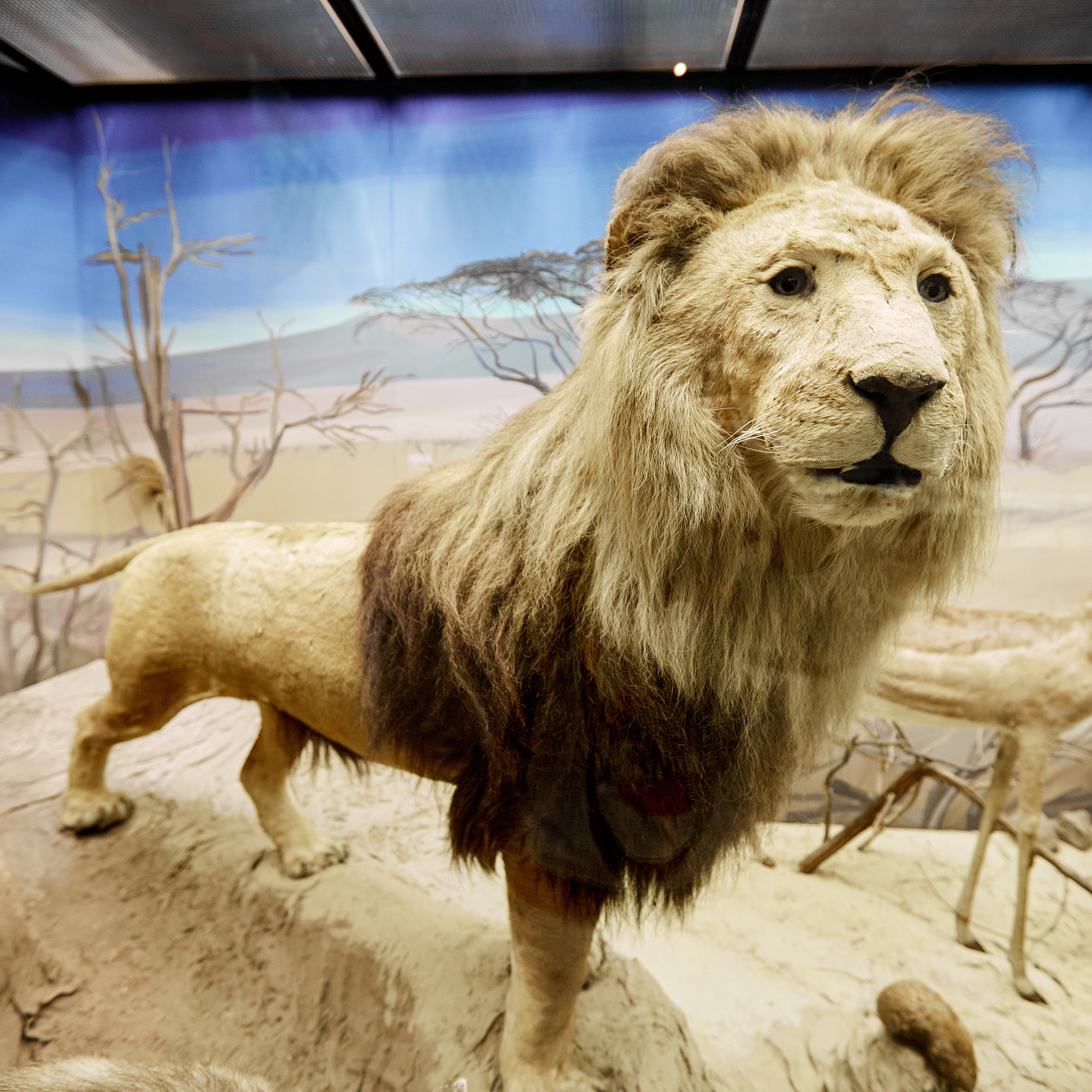 Музей Дарвина. Главная