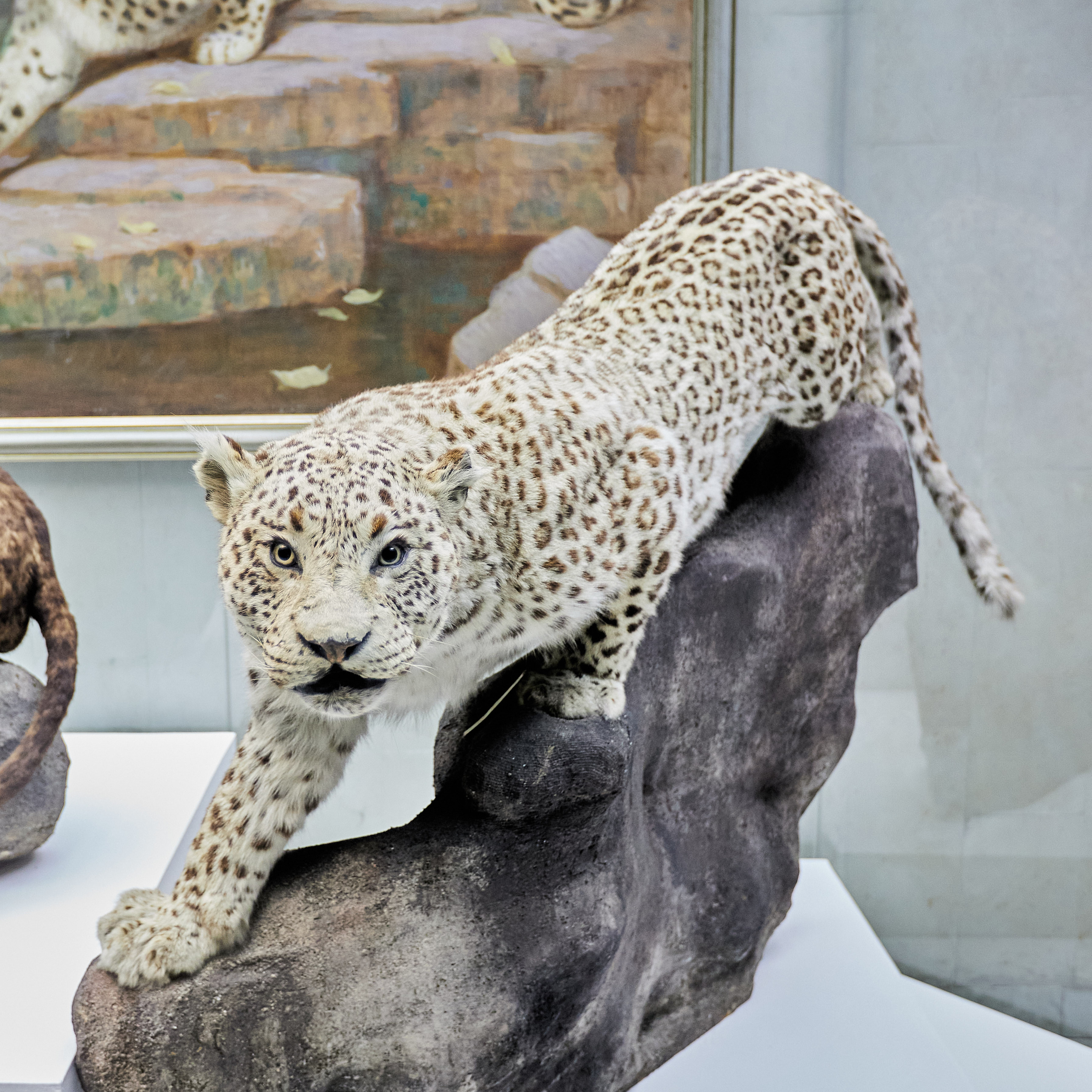 Музей Дарвина. Главная