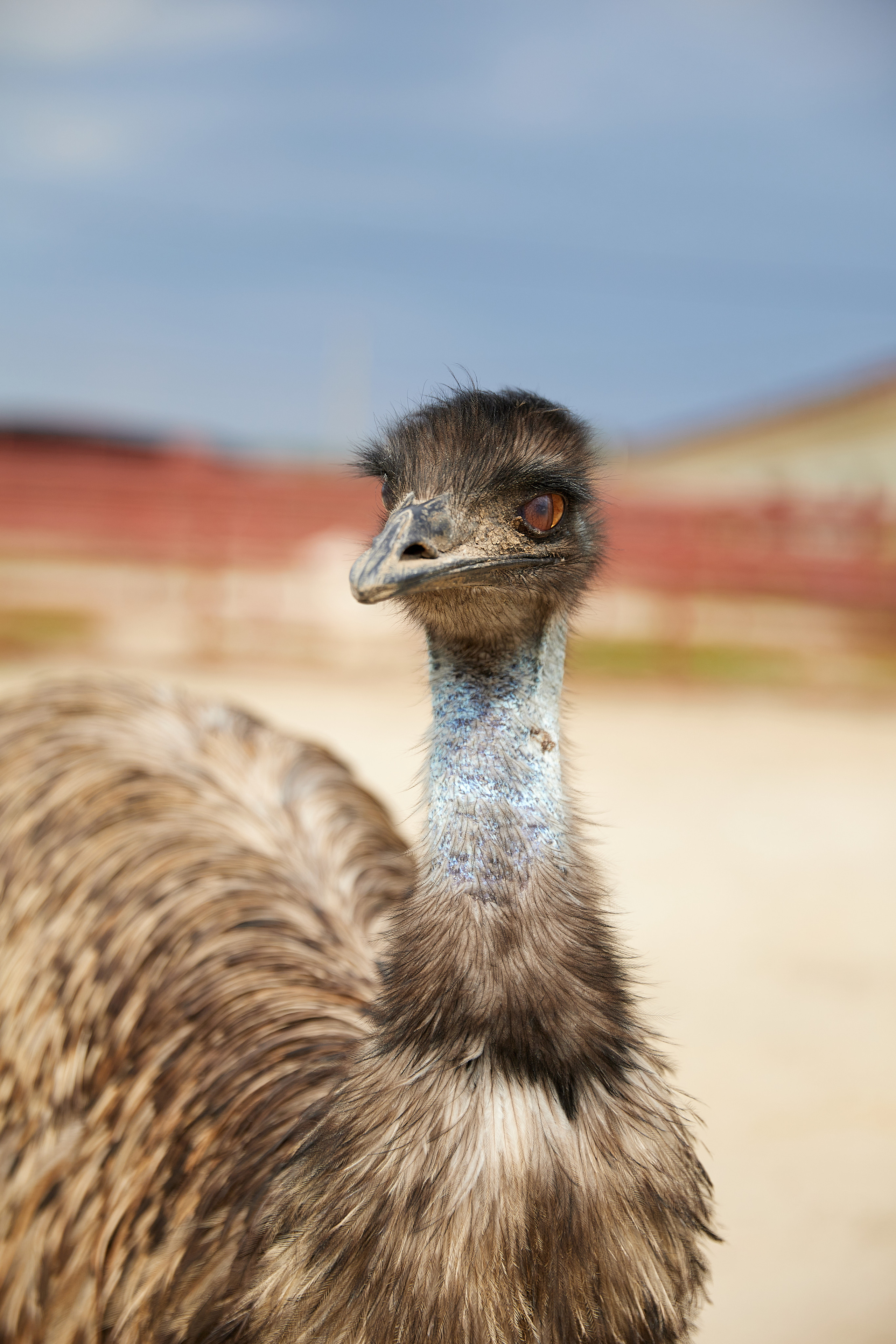 Огромный птичий мир. Главная