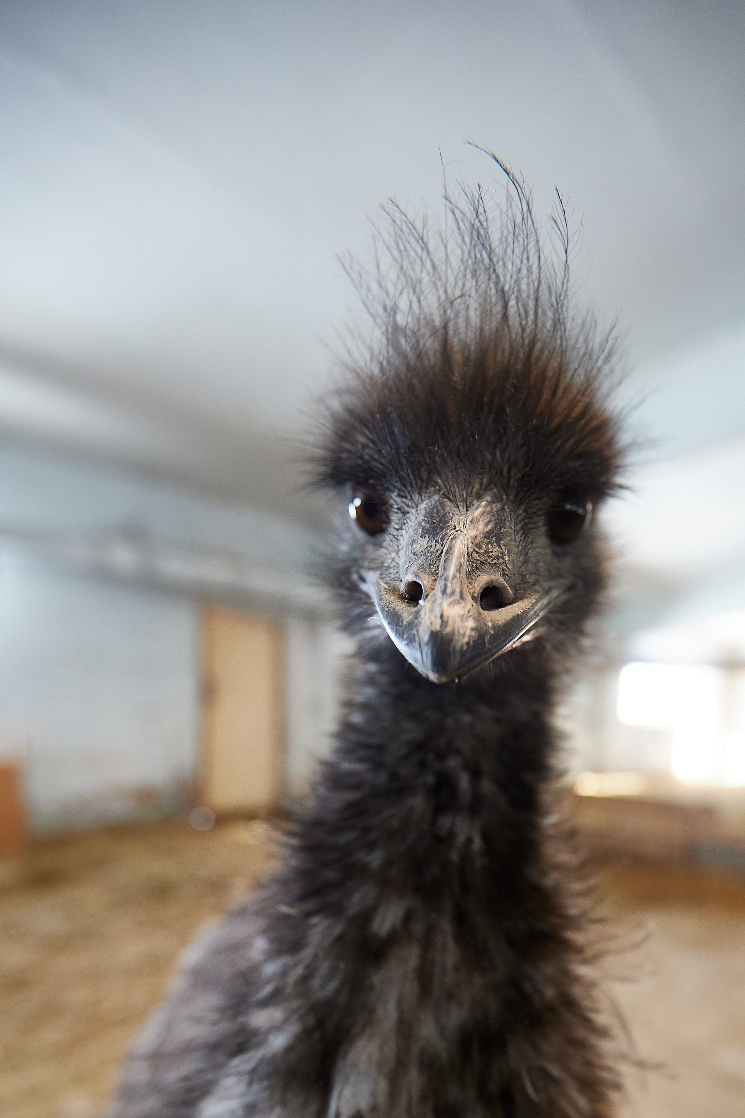 Огромный птичий мир. Главная