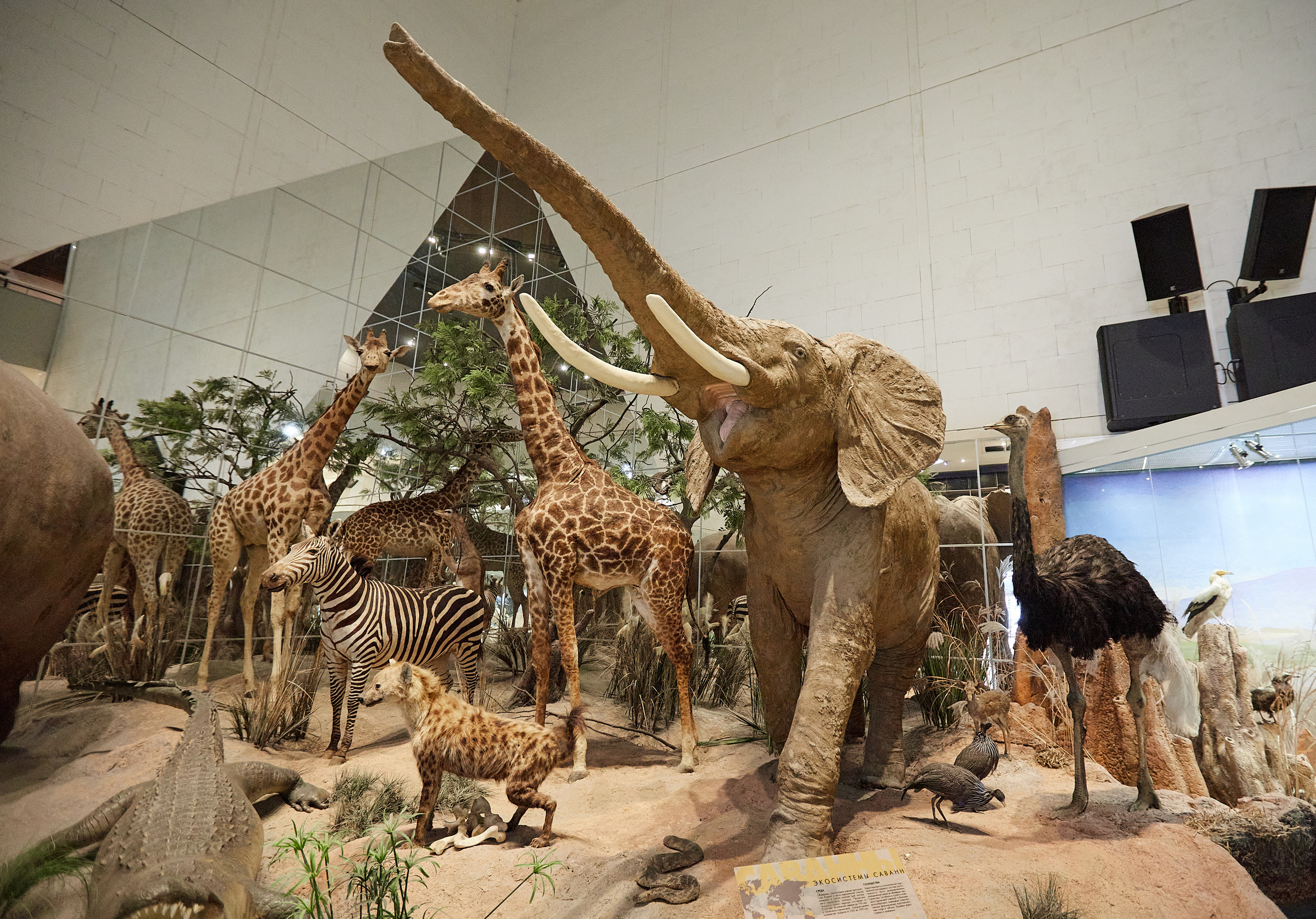 Музей Дарвина. Главная